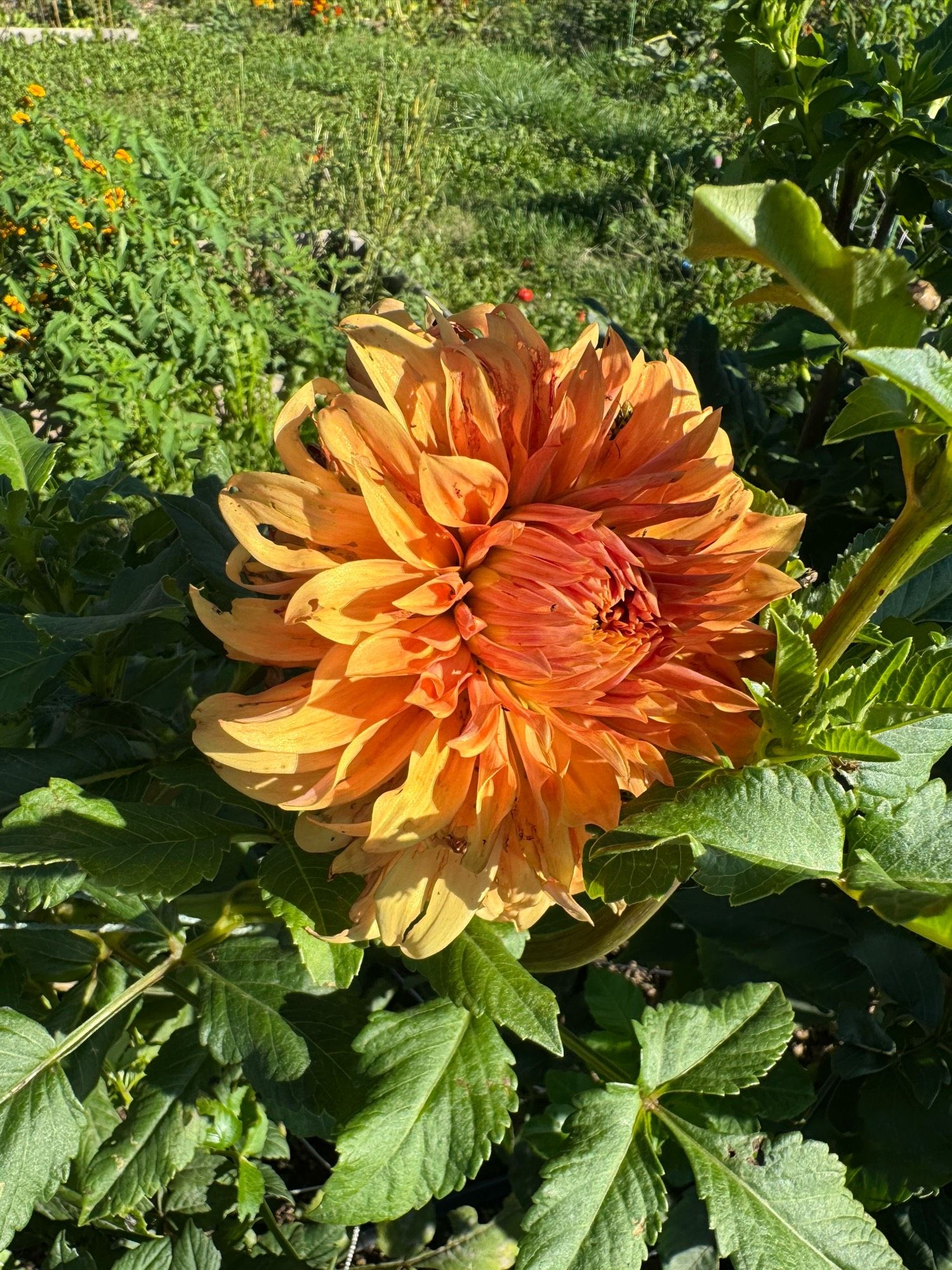 Neon Splendor. Orangey apricot informal decorative. Looks like a lions mane and it’s glorious.