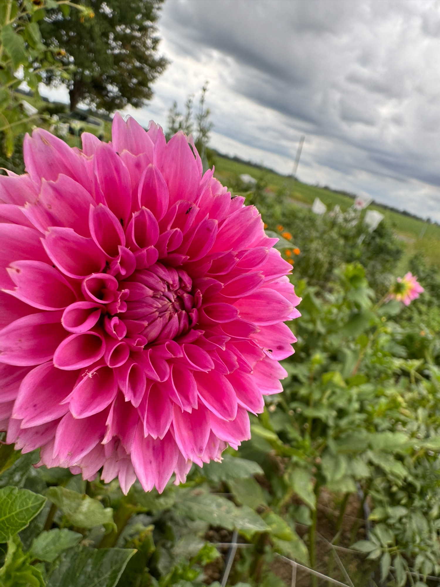 Jowey Winnie, a little worse for the wear, but hanging in there.  Bright pink ball dahlia. Love her, but need to get some buds bagged to get some good pictures because the bugs love her, too!