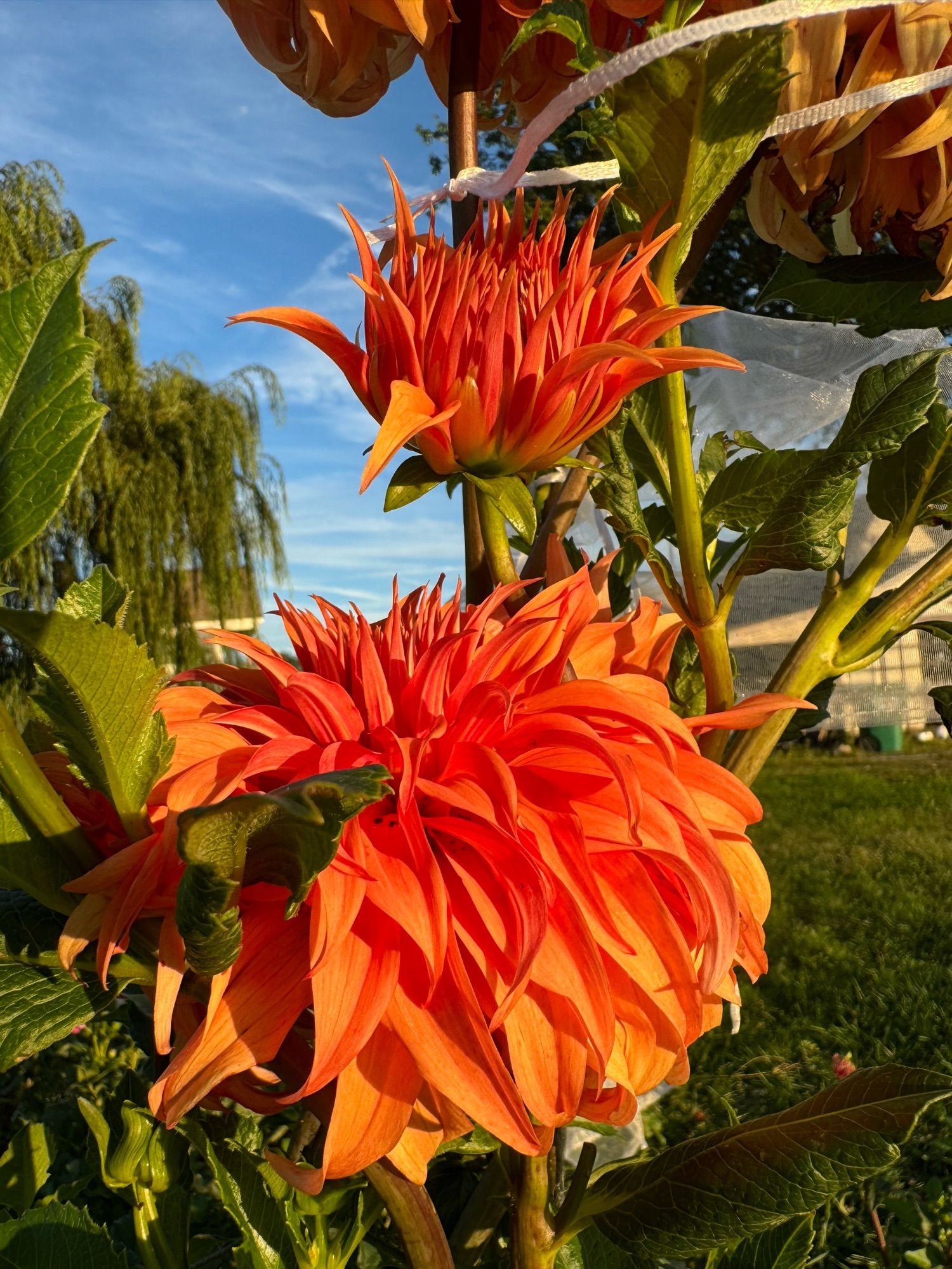 Bloomquist Jean. Large orange informal decorative with extra long, wavy petals. They're my tallest plant, and they all took a beating from Helene. But they're working really hard to come back.