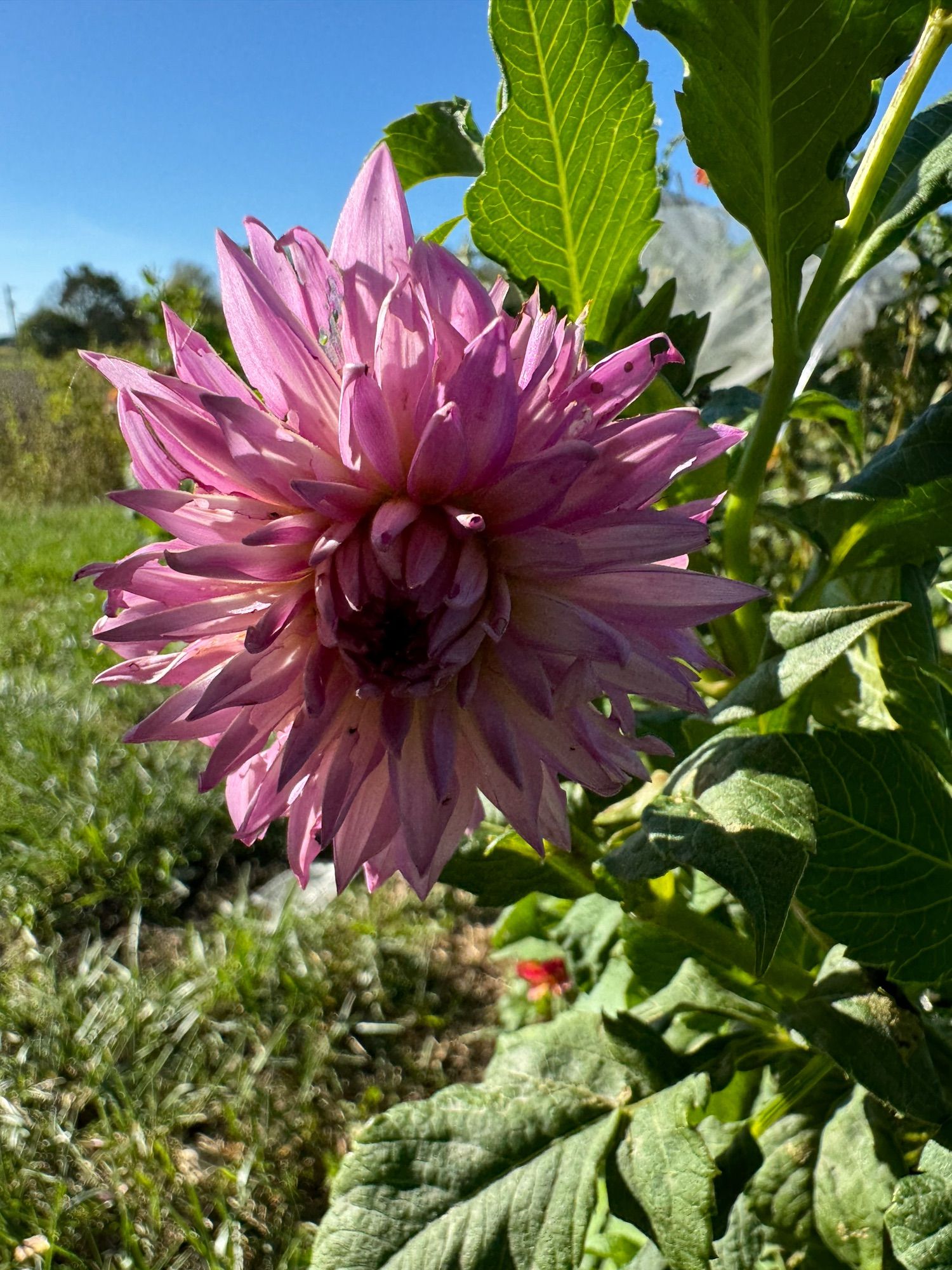 Not Snickerdoodle. Seriously, WTF?! Now I have two of these and they’re gorgeous and I DON’T KNOW WHAT THEY ARE. Abundant pinky purple petals, thin with pointed tops but not really laciniated. I don’t have  anything that matches it in my known inventory. It’s driving me nuts.