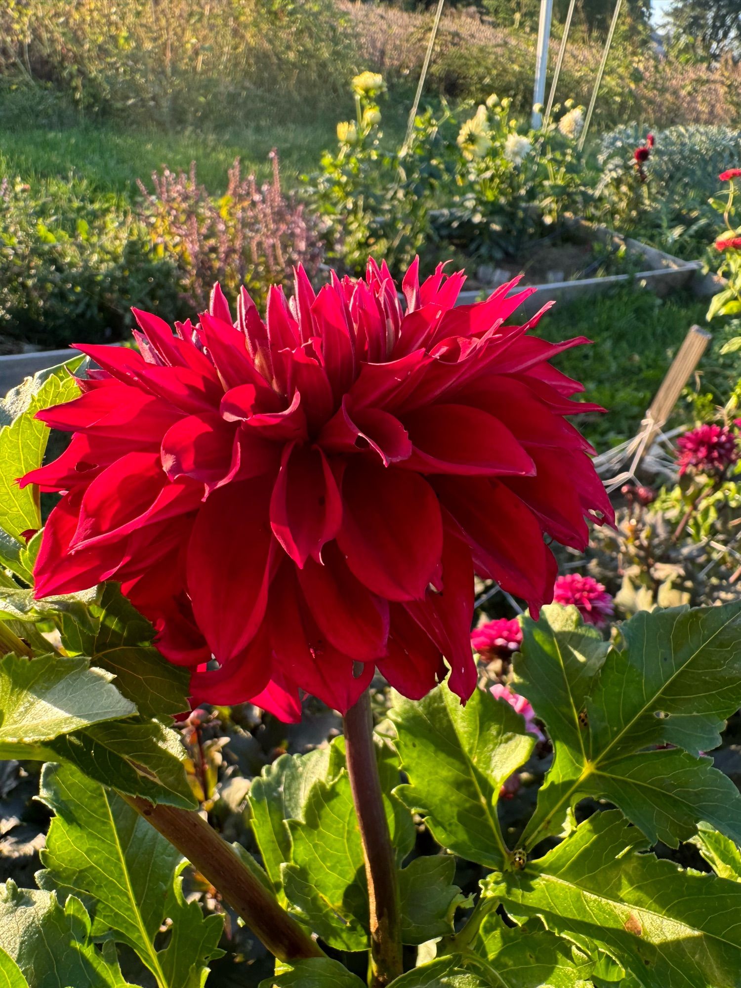 Spartacus. Dark Red informal decorative, marked by the petals sweeping back to the stem. This one's a bit bug-eaten and only partially open, but she's a stunner.