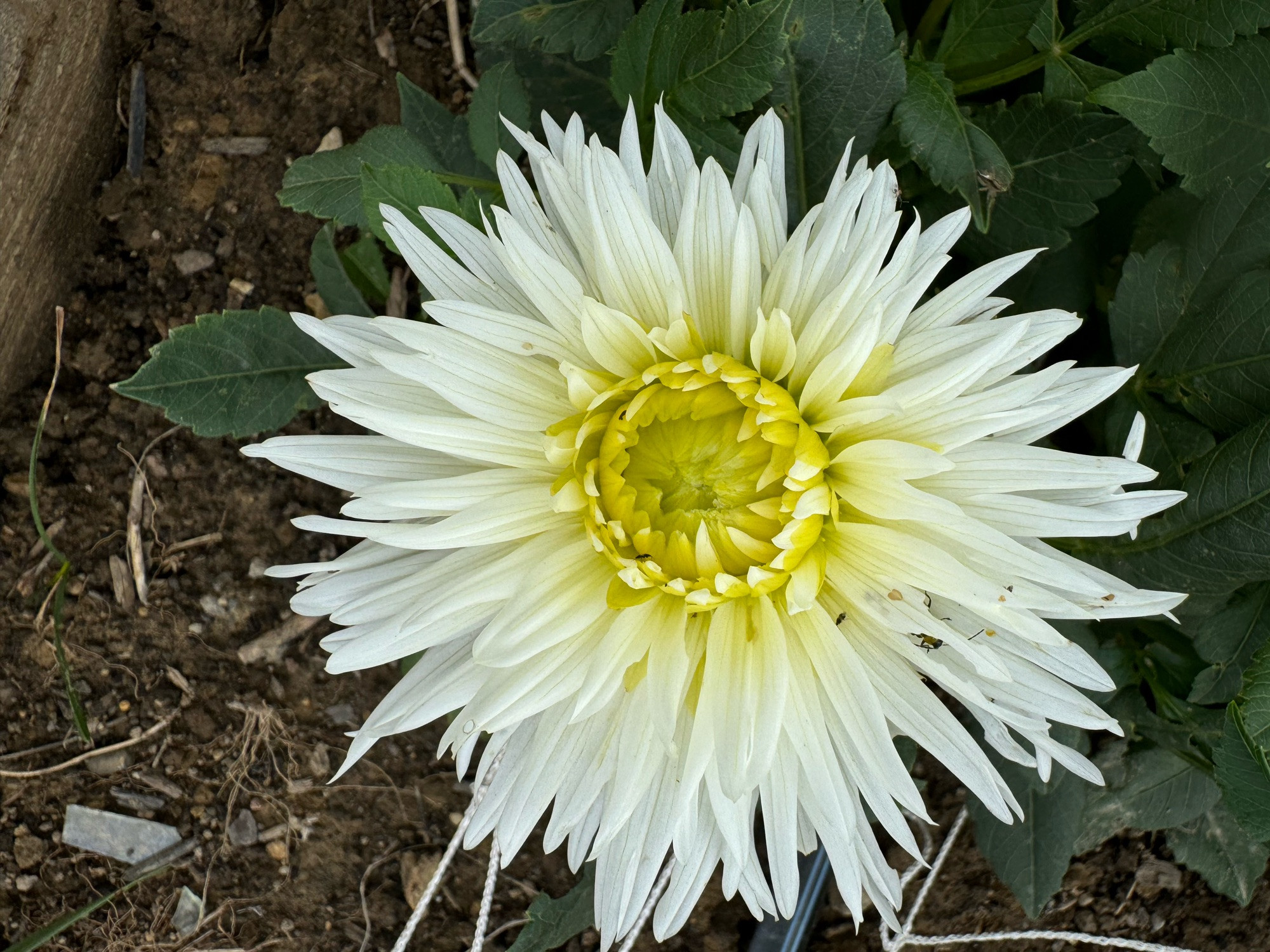 Absolutely no clue what this one is. It's not Paintball🤷‍♀️. But I'm not mad, because I need more white ones and this one's interesting! It's 6/7" across with a profusion of deeply laciniated creamy white petals