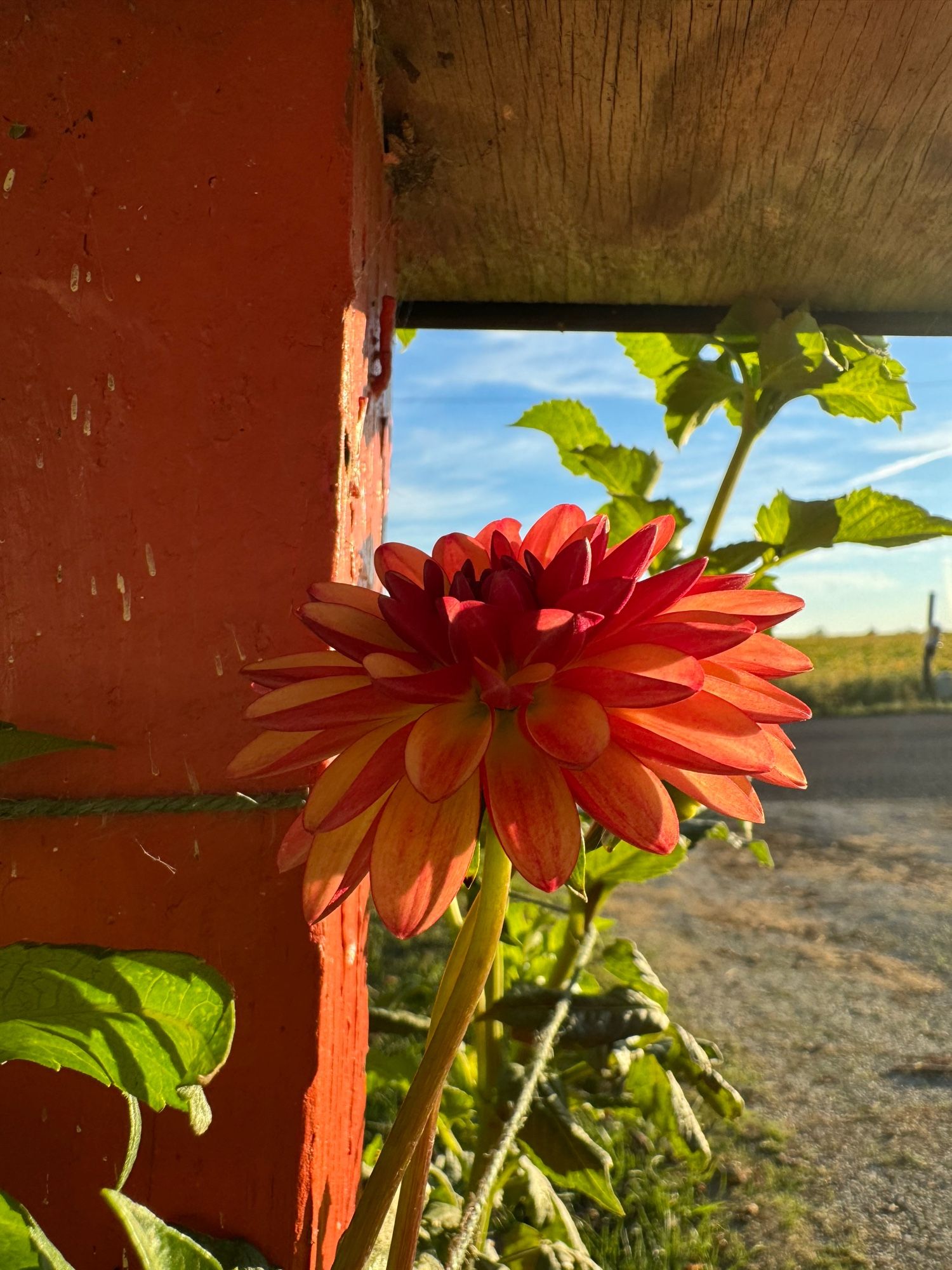 Crazy Legs. Smaller Informal decorative with rosy red petals on the reverse slide and yellow in the front. Kinda hard to see against my orange mailbox post, but really striking!