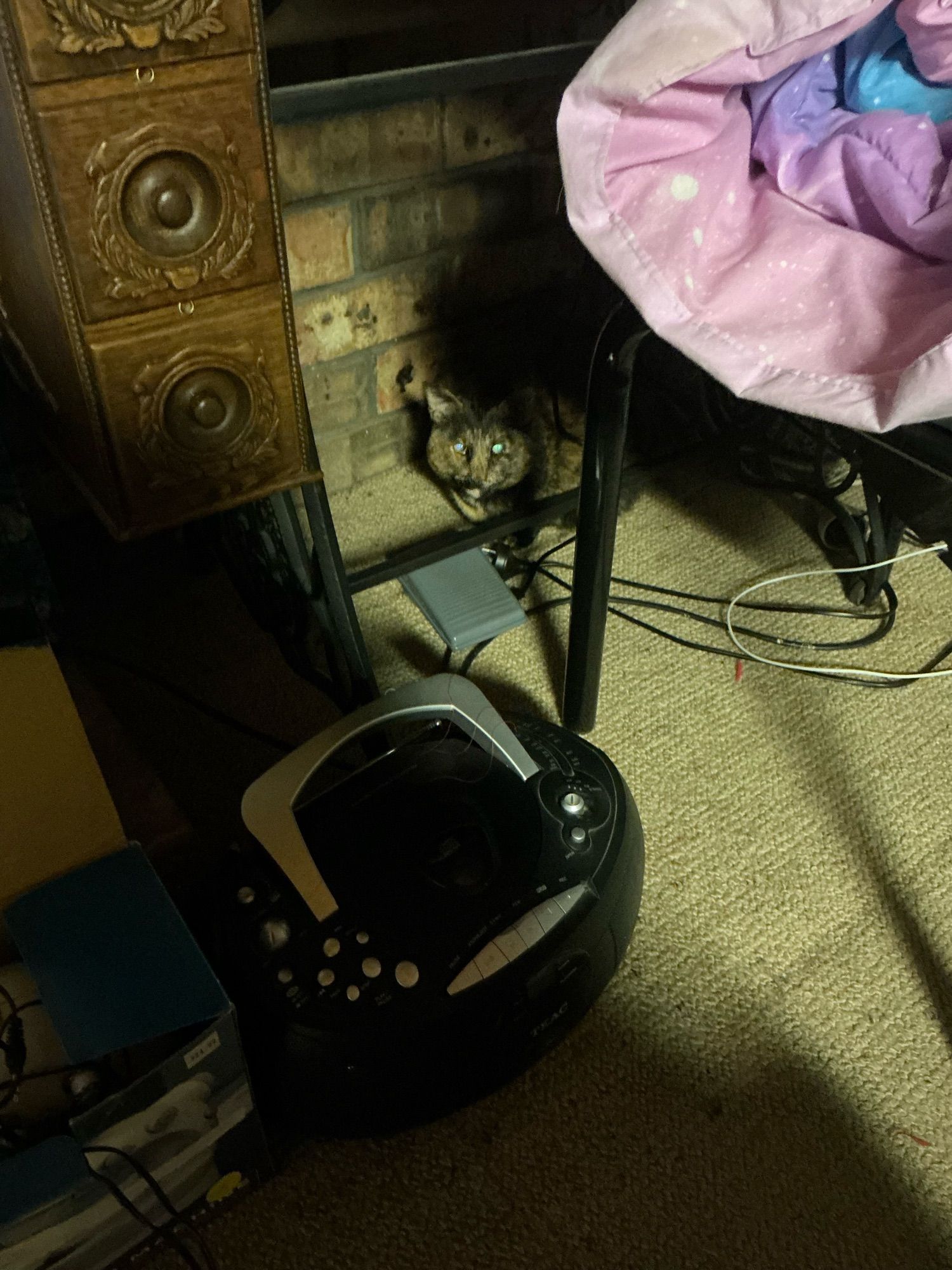 Liquorice the cat hiding under a table, wanting to avoid my father’s wrath