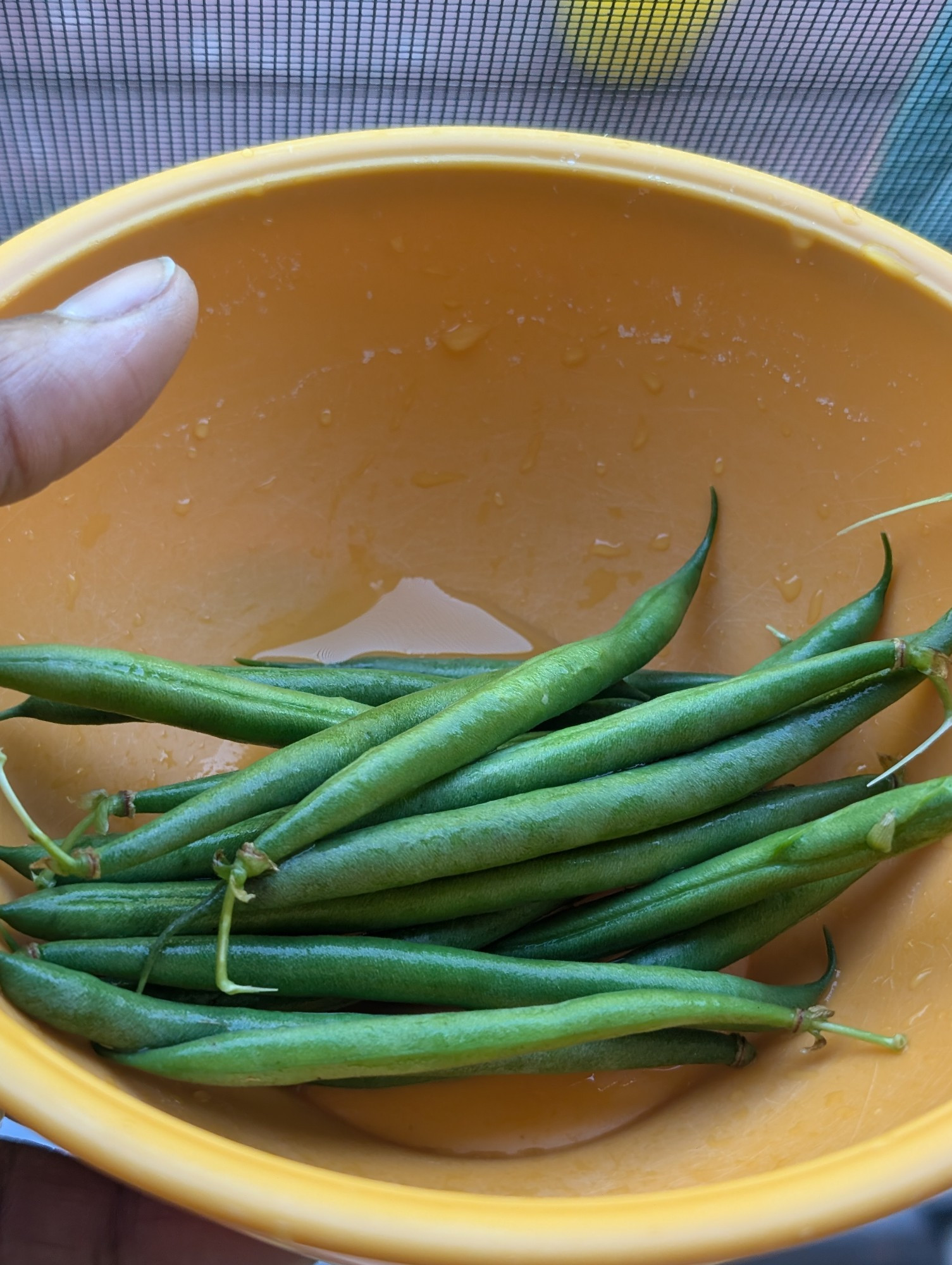 A humble handful of home grown green beans in an orange bowl