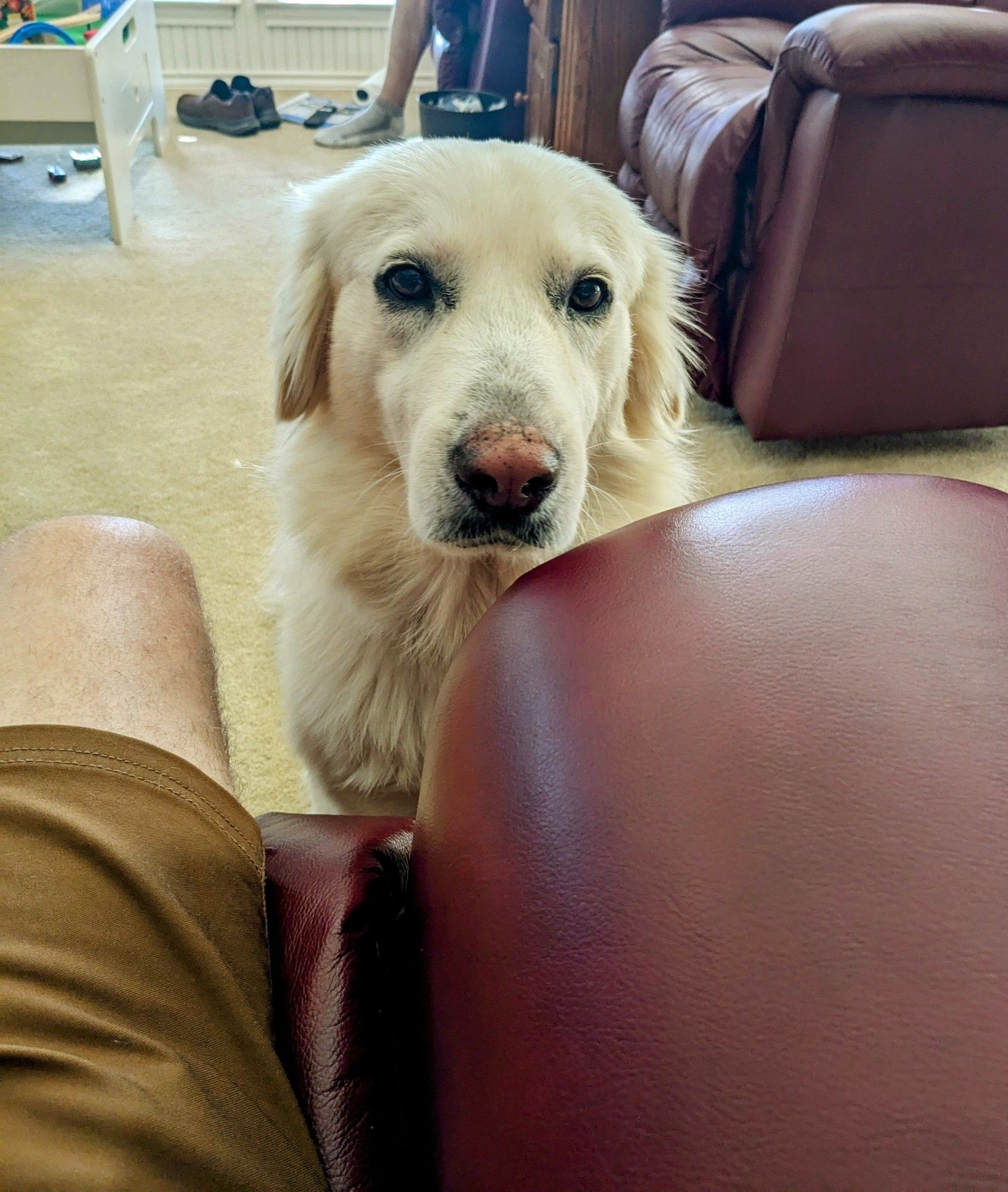 A yellow lab mix looking at the camera in a carpeted room