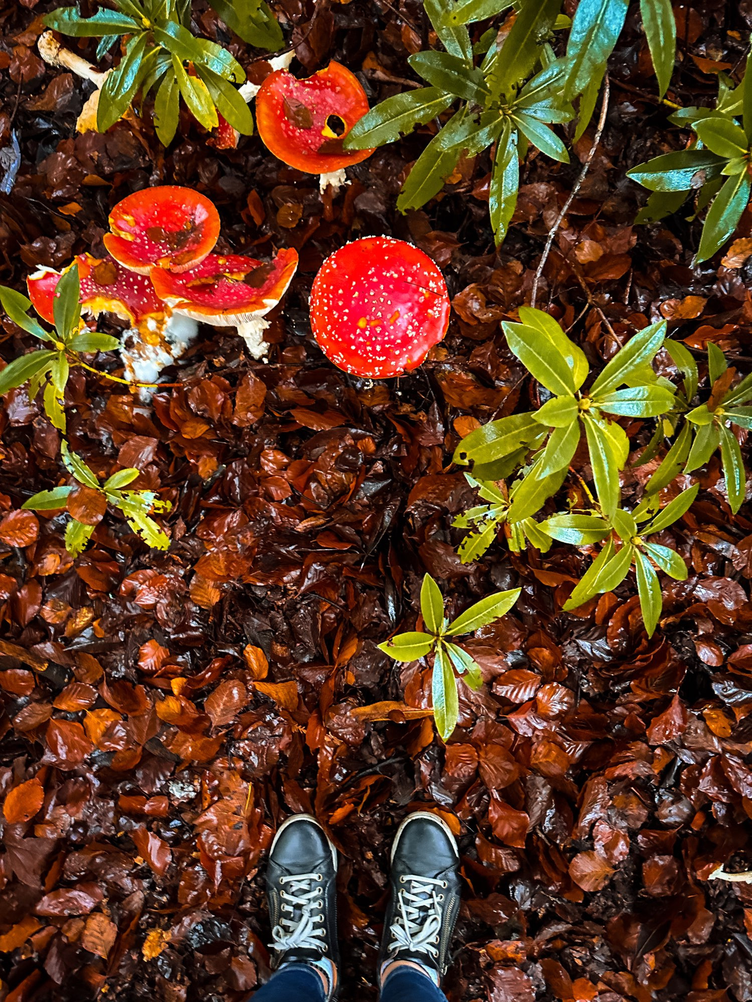 Two feet standing by mushrooms that have white stalks and red caps dotted with white spots. They sit in a bed of leaves on the forest floor