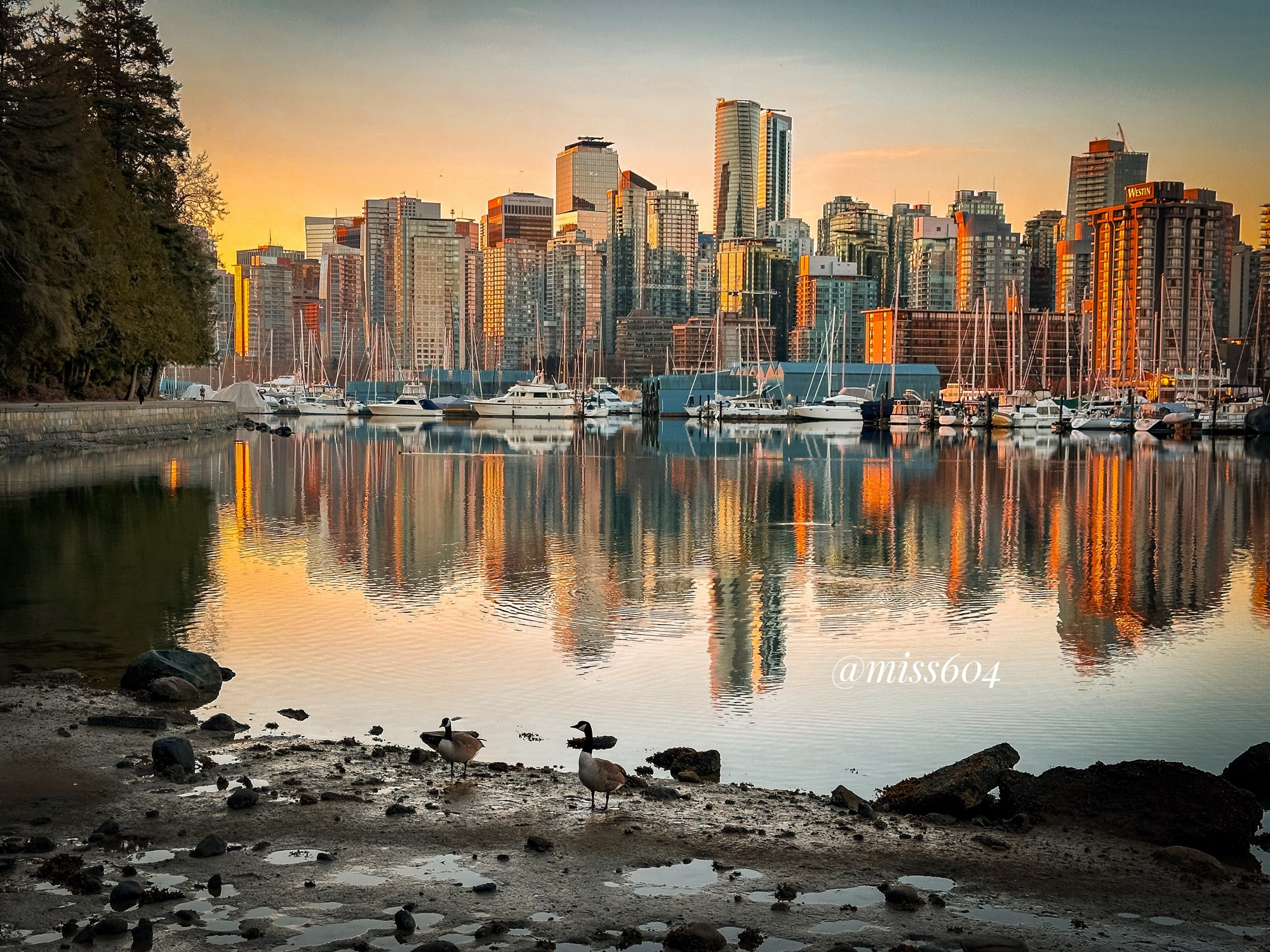 The Downtown Vancouver skyline reflects on Coal Harbour at sunrise. Photo taken from the Stanley Park Seawall