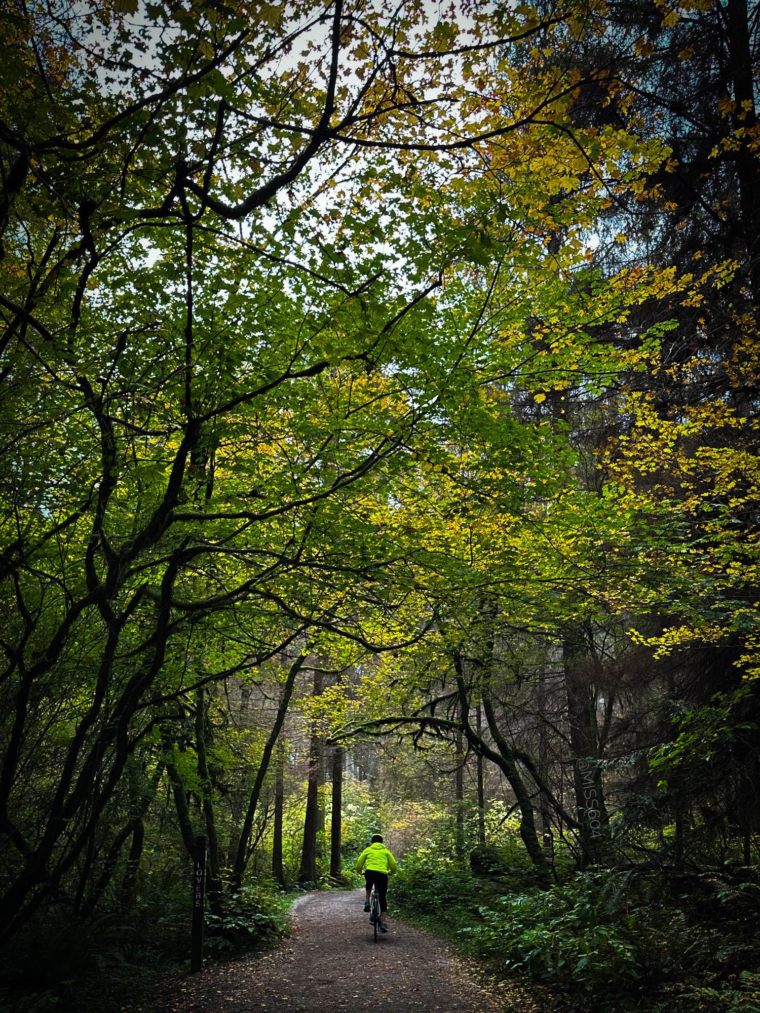 Stanley Park, Vancouver. A lush green forest, looking at a trailhead with a marker that says “Lovers” vertically on a wooden signpost. A person in a bright green jacket rides their bike down the center of the path, under the canopy of bright green leaves and branches.