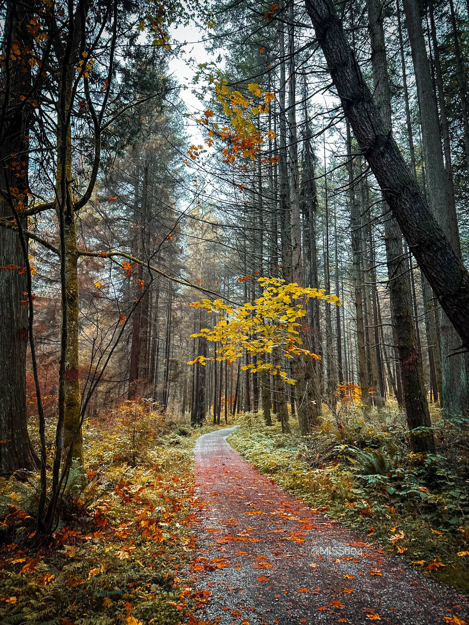 Evergreen tree trunks reach up to the sky, flanking a gravel path in Stanley Park. One leafy tree, ready for autumn and showing off bright yellow colours, is on the right.