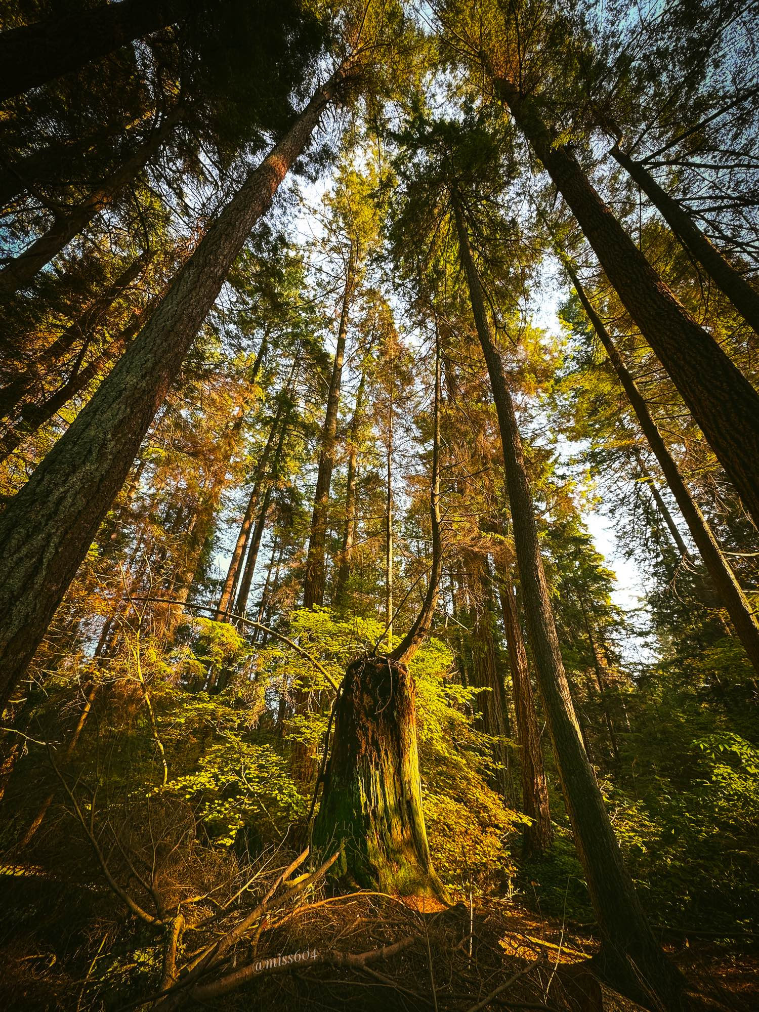 Wide angle shot of the forest, with trees reaching into the sky. In the middle is a large stump out of which another tree is growing quite tall. 
Located in Vancouver’s Stanley Park