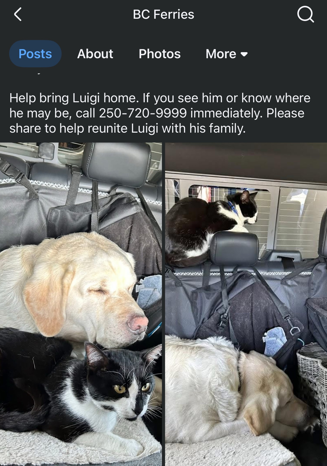 Screenshot from the BC Ferries Facebook with two photos of a black and white cat in a car with a dog.

Caption: “Help bring Luigi home. If you see him or know where he may be, call 250-720-9999 immediately. Please share to help reunite Luigi with his family.”