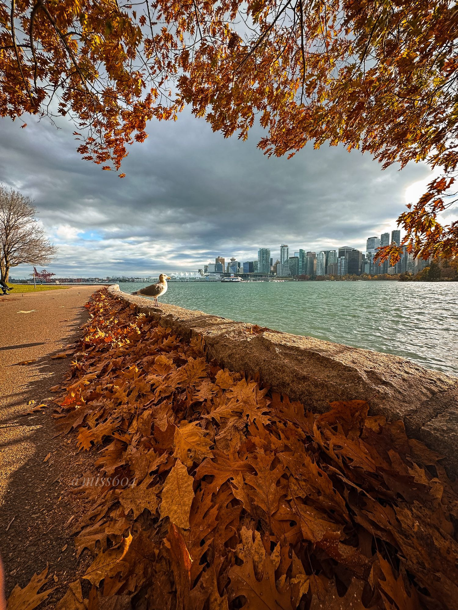 A pile of leaves is blown against the Seawall ledge cuts from front right to back left of the image. Tree branches hang above and the windy waters of Coal Harbour are on the right with the Downtown Vancouver skyline behind. The sun broke through cloudy skies and is shining perfectly on a seagull perched on the Seawall