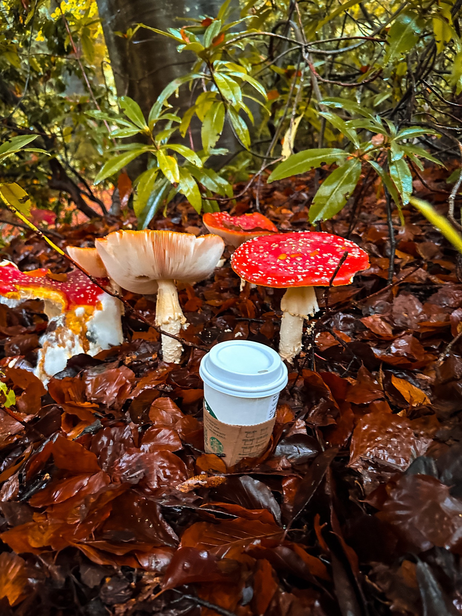 A coffee cup next to much taller mushrooms that have white stalks and red caps dotted with white spots. They sit in a bed of leaves on the forest floor