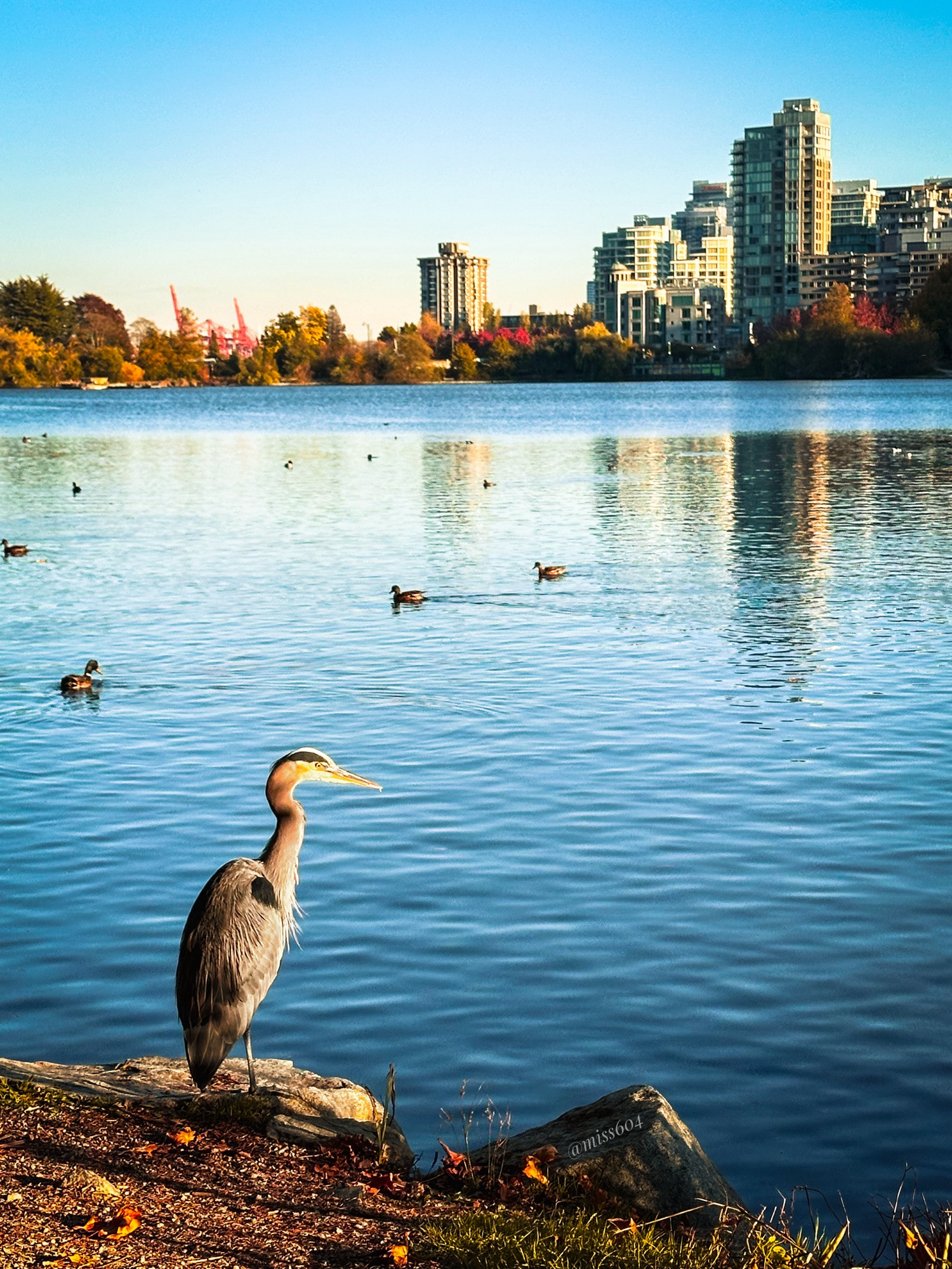 A great blue heron stands on the edge of Lost Lagoon in Vancouver’s Stanley Park. Ducks swim on the water and the skyline of the West End is in the distance