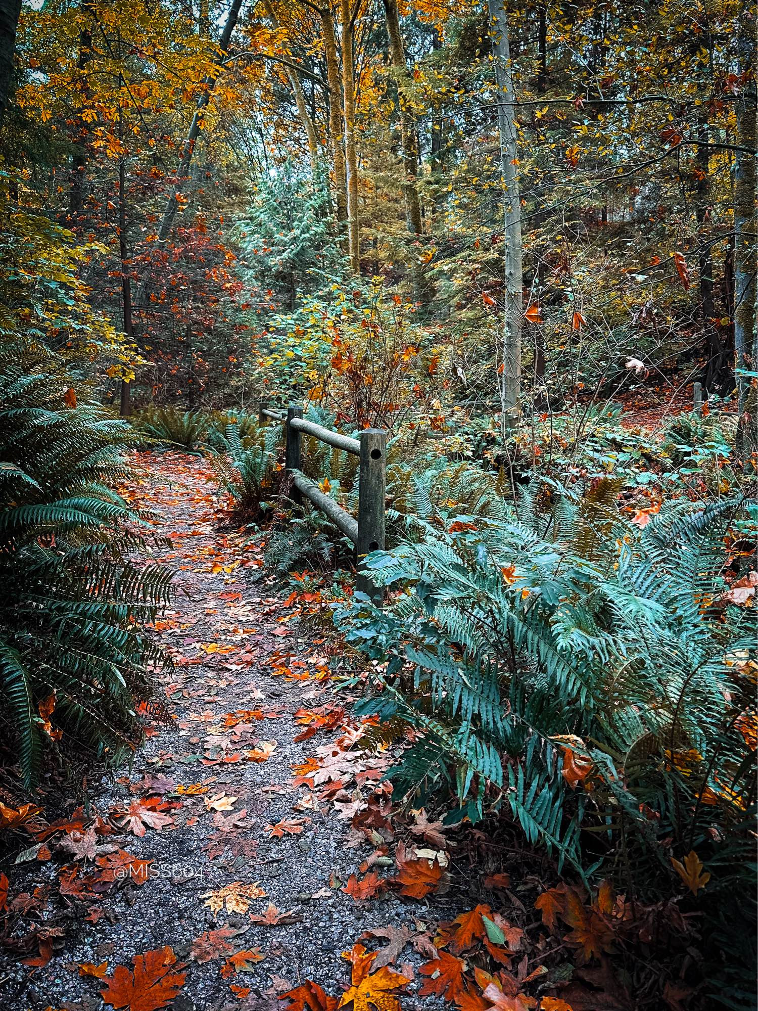 Ferns line a gravel path in Stanley Park, Vancouver, that is littered with colourful fallen maple leaves