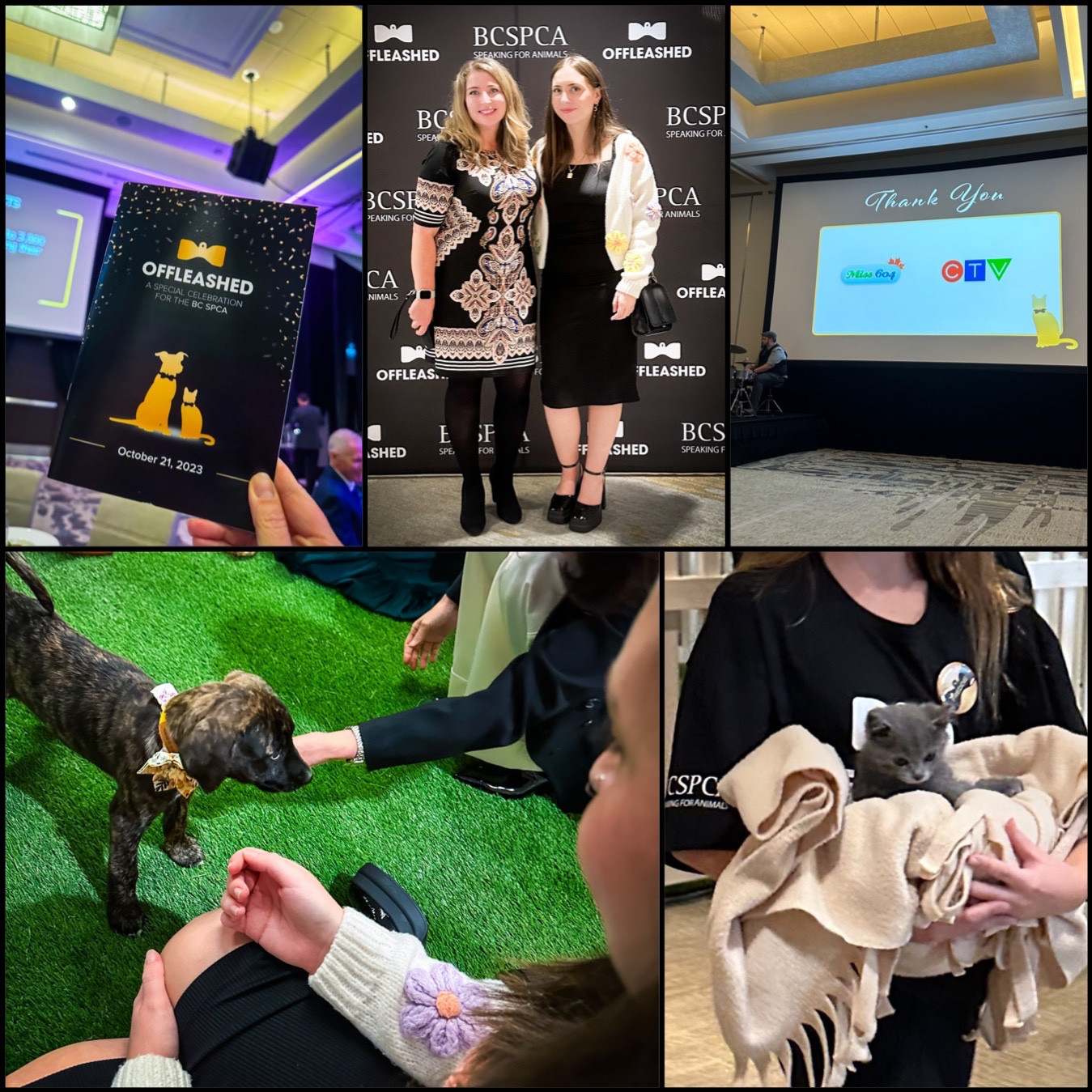 Collage of images: Top left is a hand holding an event program for Offleashed; top middle is my niece and I standing in front of a logo wall of the event; top right is a screen with the Miss604 logo and a CTV logo, and a Thank You for the sponsors. 
Bottom two images: Left has three people crouching on a turf rug leaning in to pet a puppy; right is a person carrying a kitten in a blanket