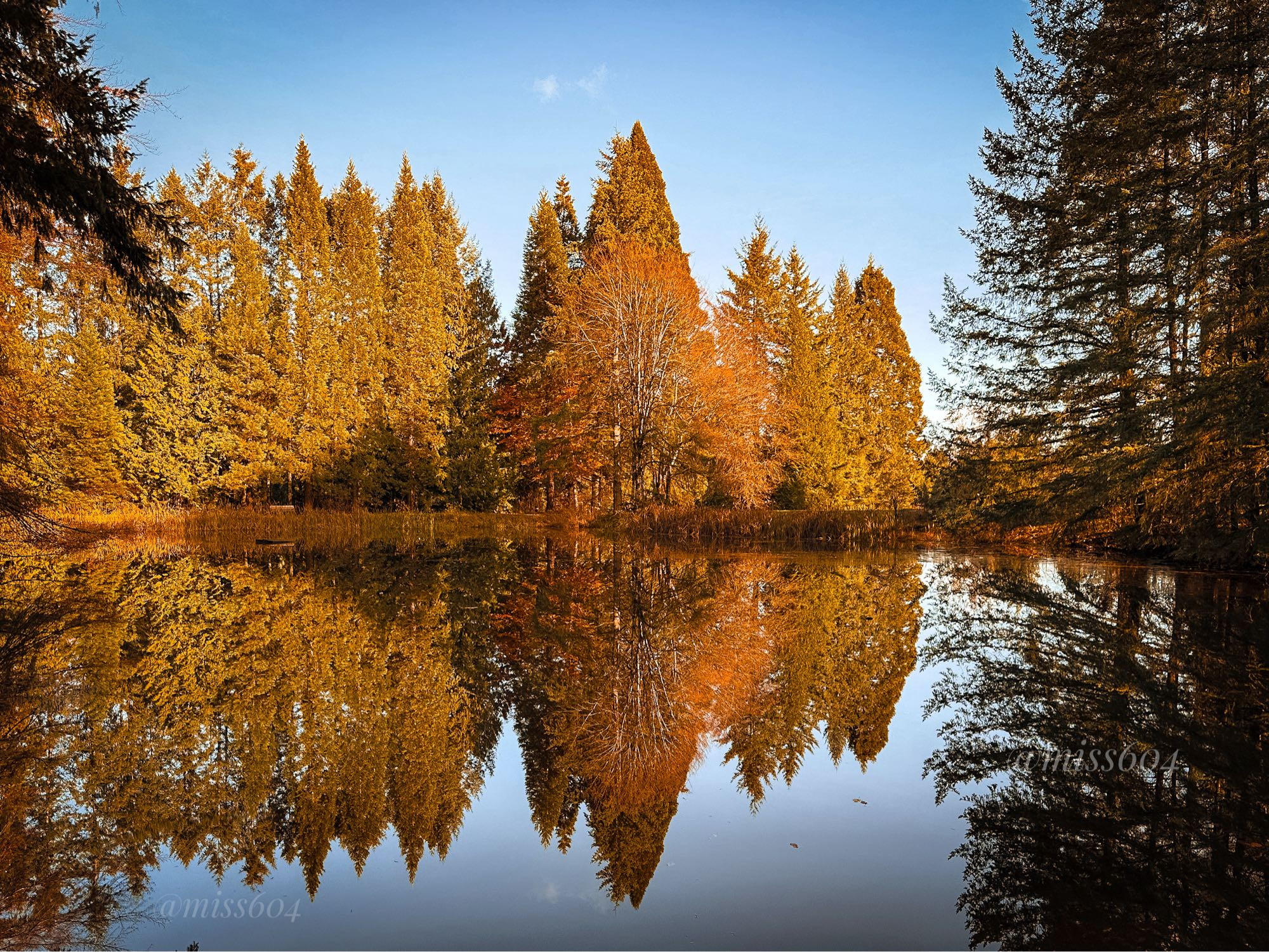 A bright afternoon sun shining directly at a backdrop of deciduous and coniferous trees lining  a glassy smooth pond that captures their reflection