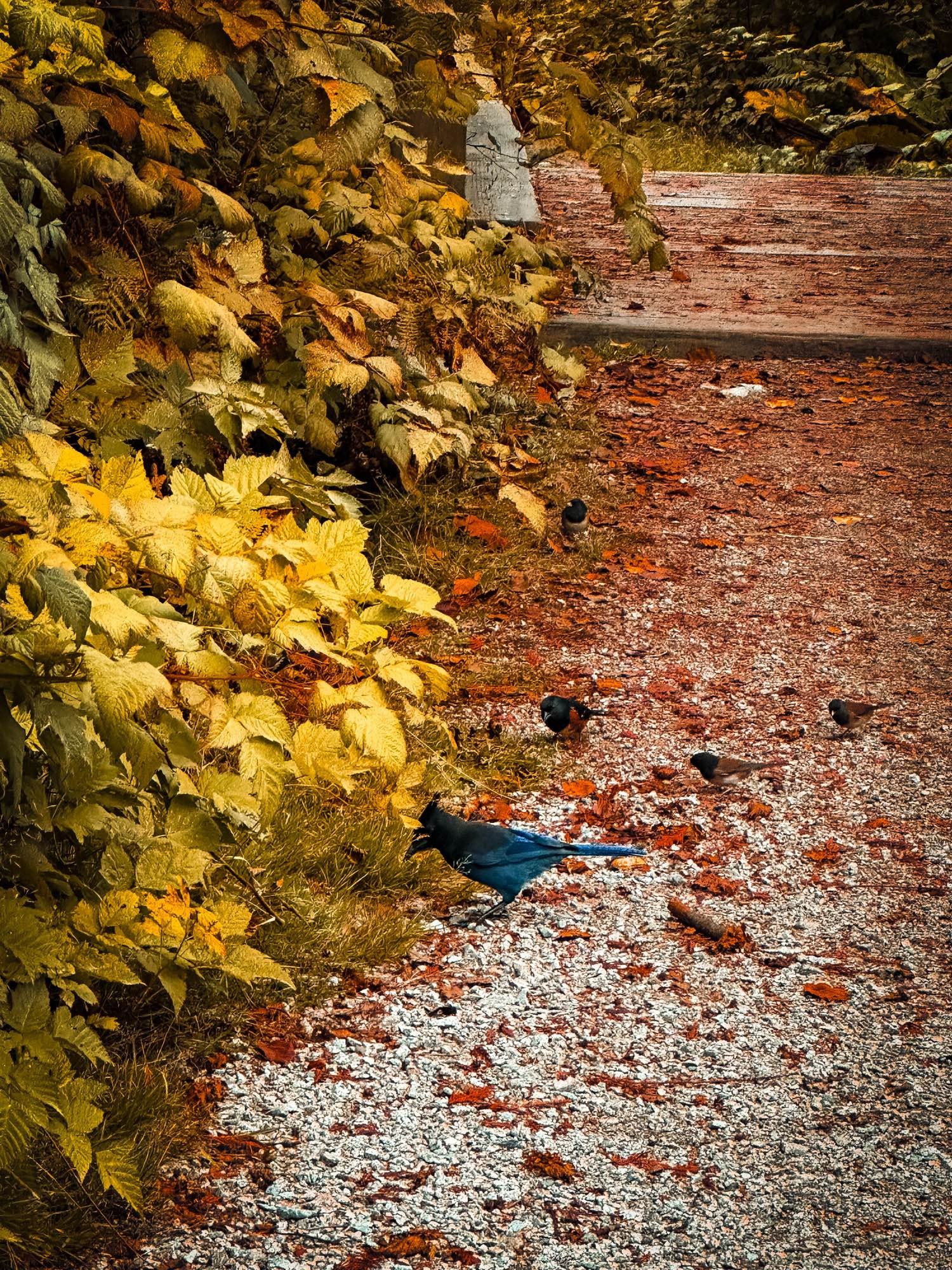 A Steller’s Jay bird on a gravel path along with a handful of other birds, including a Spotted Towhee. A log view just of the birds on the path