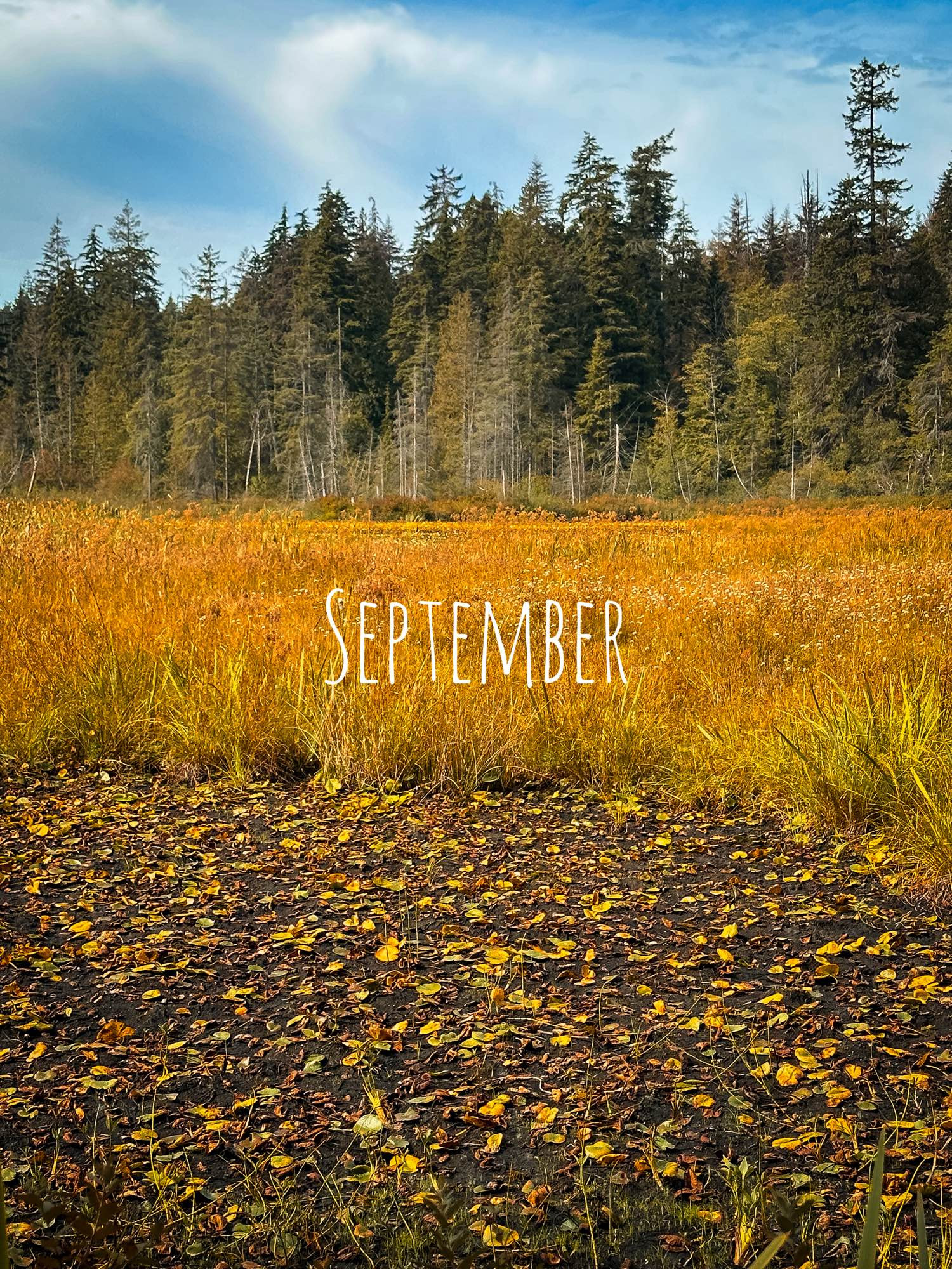 September - A dry bog, mud flat, in the middle of Stanley Park bordered by trees