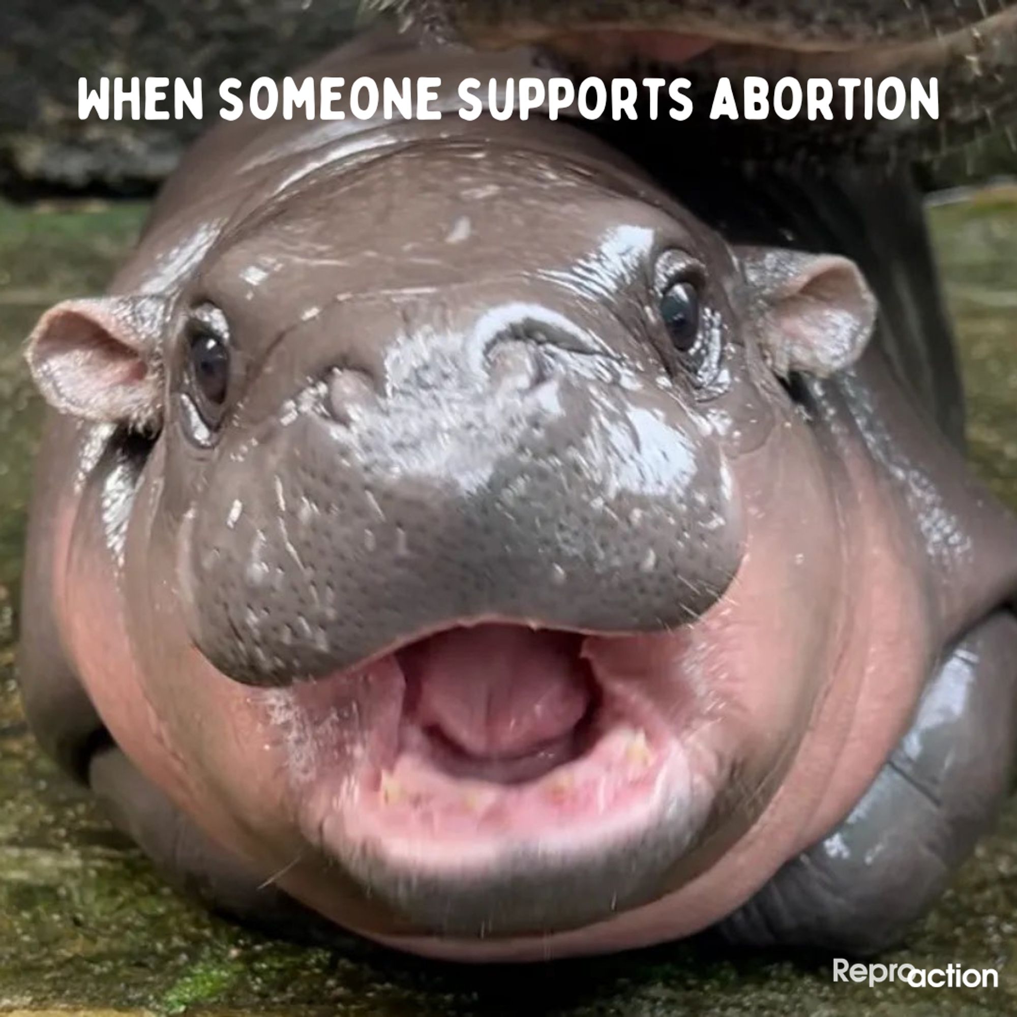 States ”When someone supports abortion.” Graphic is a picture of Moo Deng the Pygmy Hippo, with Reproaction logo.