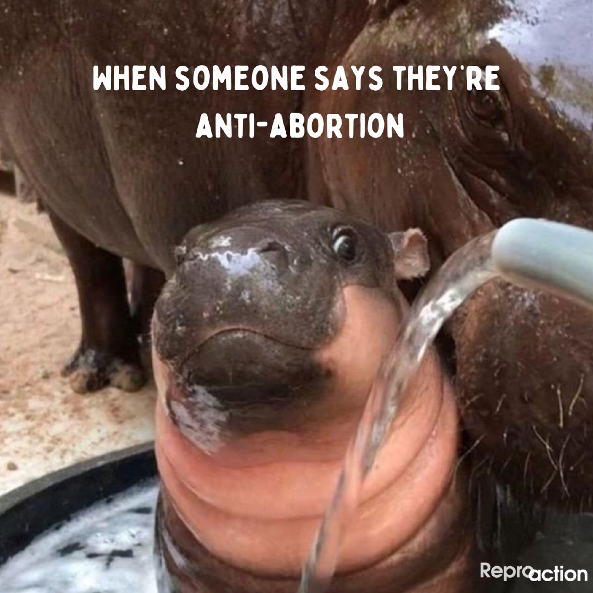 States ”When someone says they’re anti-abortion. Graphic is a picture of Moo Deng the Pygmy Hippo, with Reproaction logo.