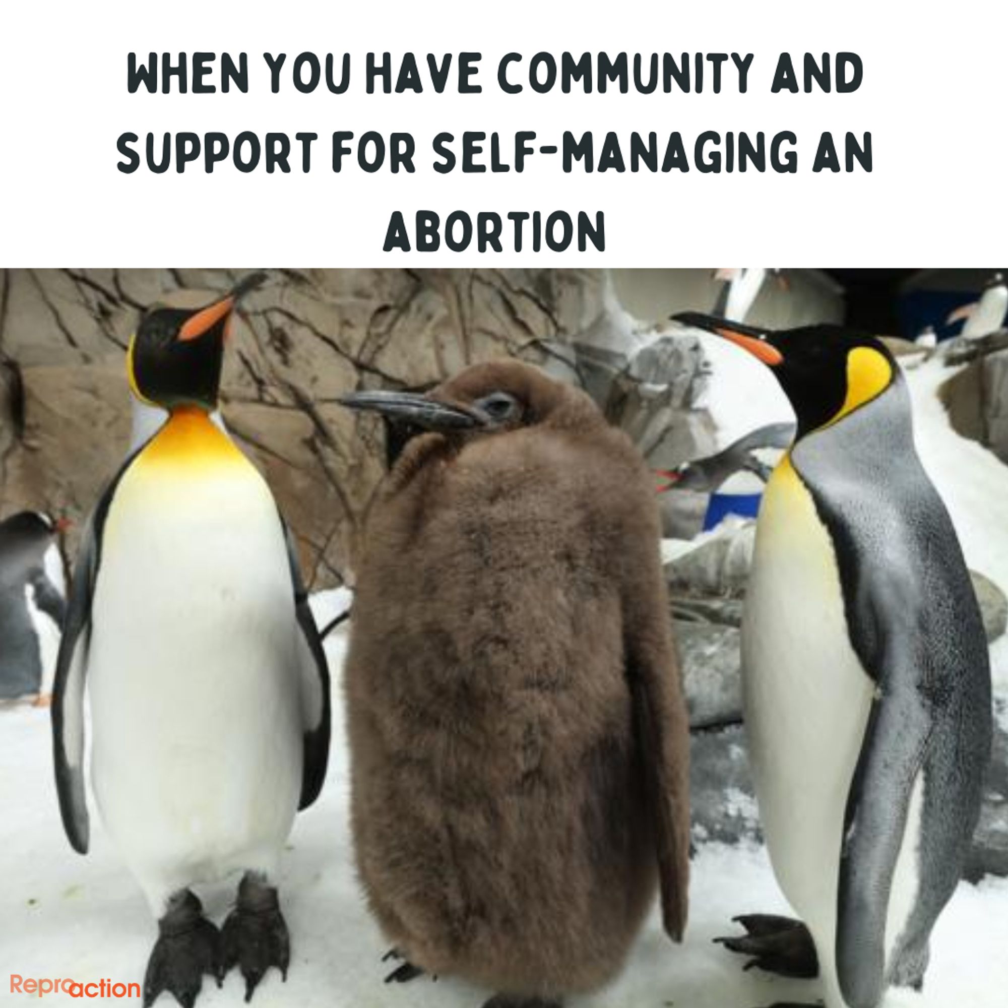 States "When you have community and support for self-managing an abortion.” Graphic is a picture of Pesto the penguin with his parents, and Reproaction logo.