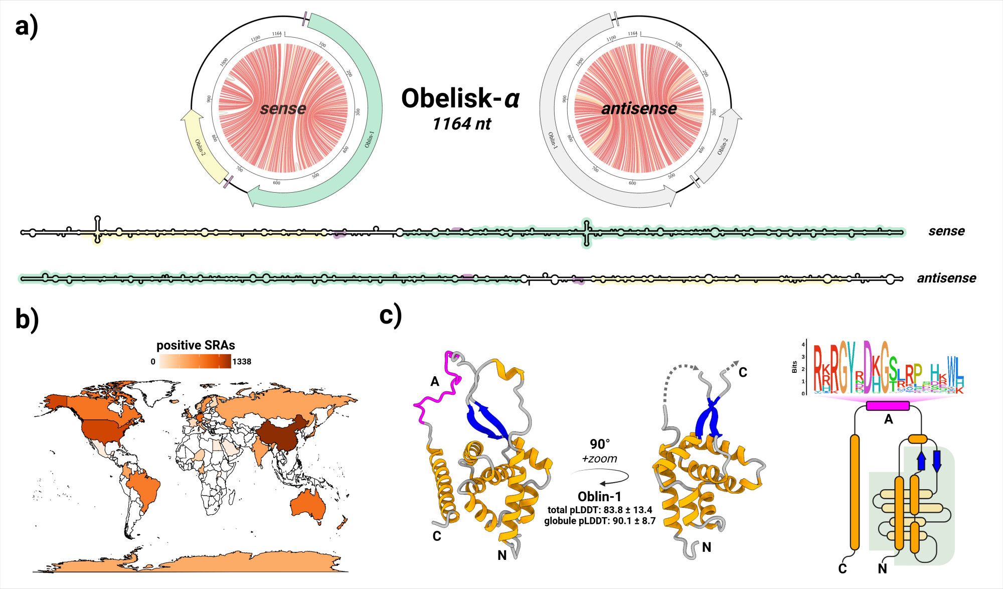 A multi-panel diagram of features about "Obelisks". Top half, a) schematics of Obelisk-alpha, a 1164 nt long, apparent;y circular, predicted to be rod-shaped RNA that codes for two proteins, Oblin-1 and Oblin-2 where Oblin-1 is self-complementary. Obelisks bare no sequence similarity to any annotated genetic sequence. The predicted secondary structure is depicted as "Jupiter" plots (circular diagrams where chords represent predicted base pairs), and as skeleton diagrams (where parallel lines represent predicted base pairs). Bottom left, b) a schematic of the world map, with nations coloured in shades of red representing the number of datasets (from a subset database) that contain Obelisks (redder = more datasets), nations from all 7 continents are shaded. Bottom right, c) a predicted tertiary structure for Oblin-1, that appears to be a novel fold, represented as in cartoon format and as a topological diagram (right).