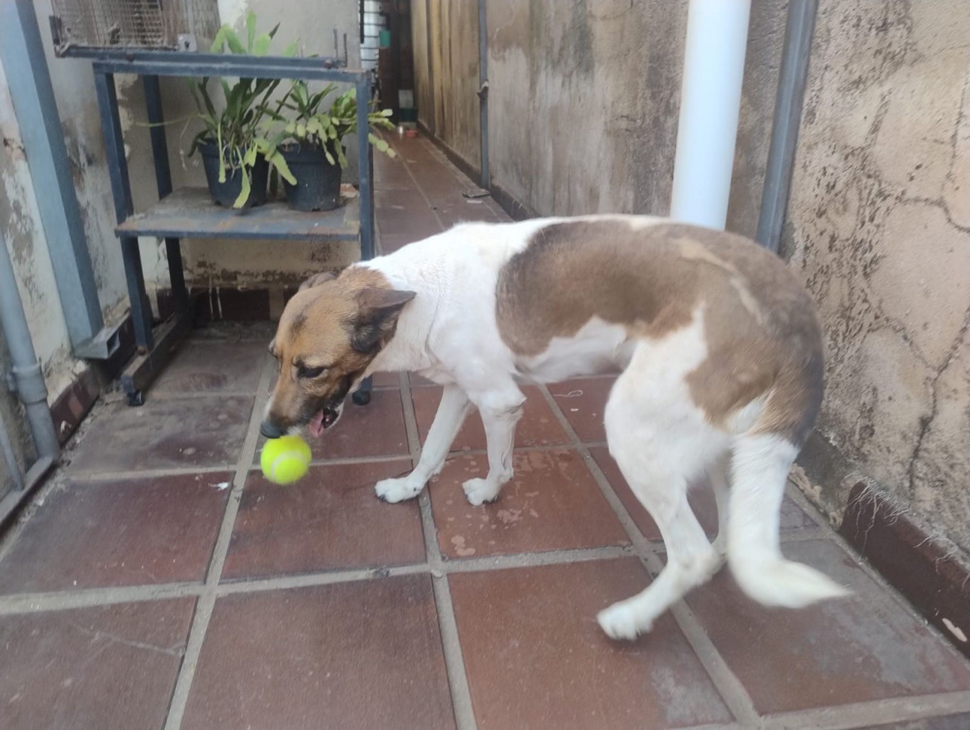 Cachorra de porte médio, com cabeça castanha e corpo branco e castanho. Ela está largando uma bola de tênis que estava em sua boca.