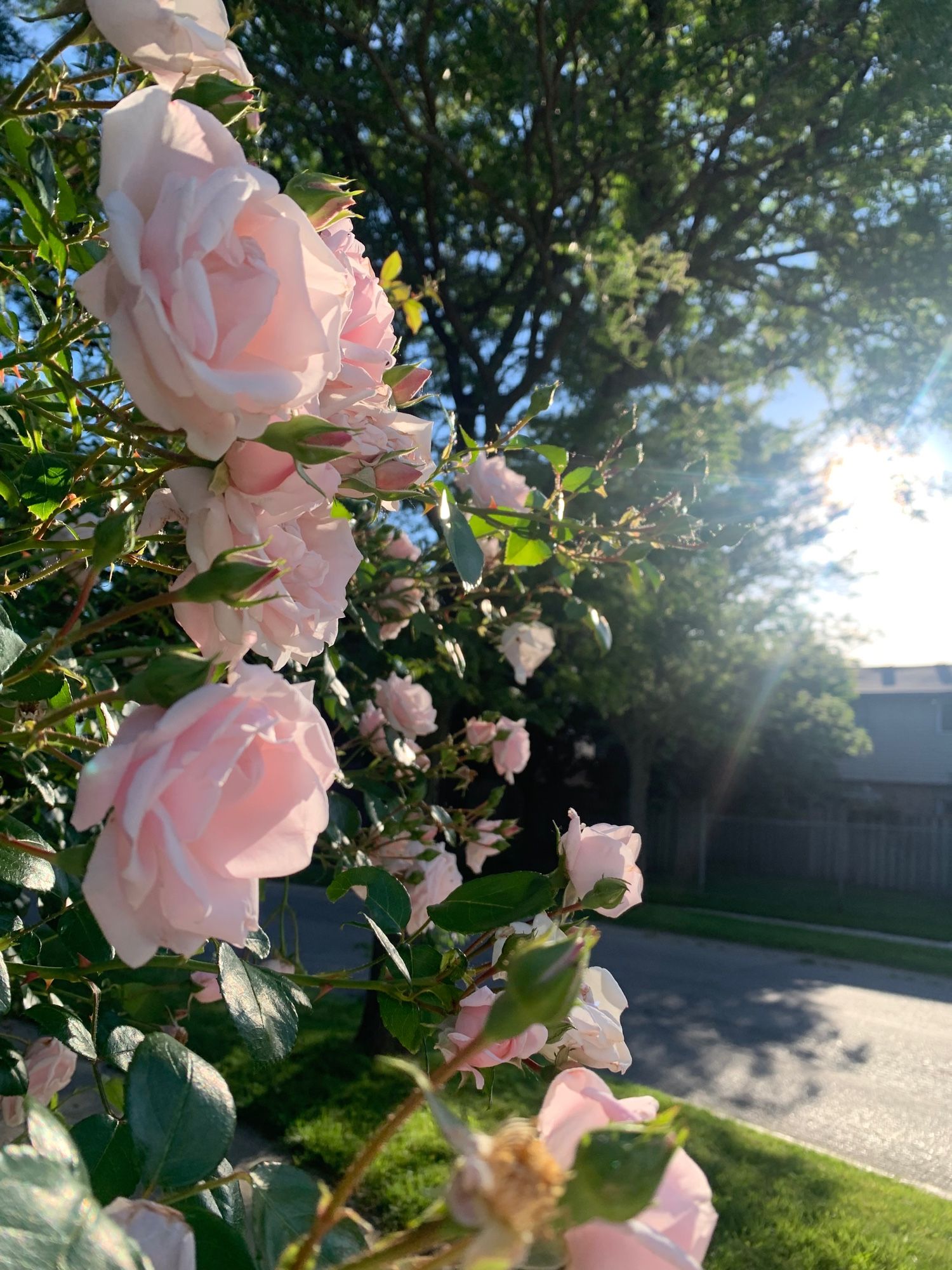 Pink roses with the sun in view