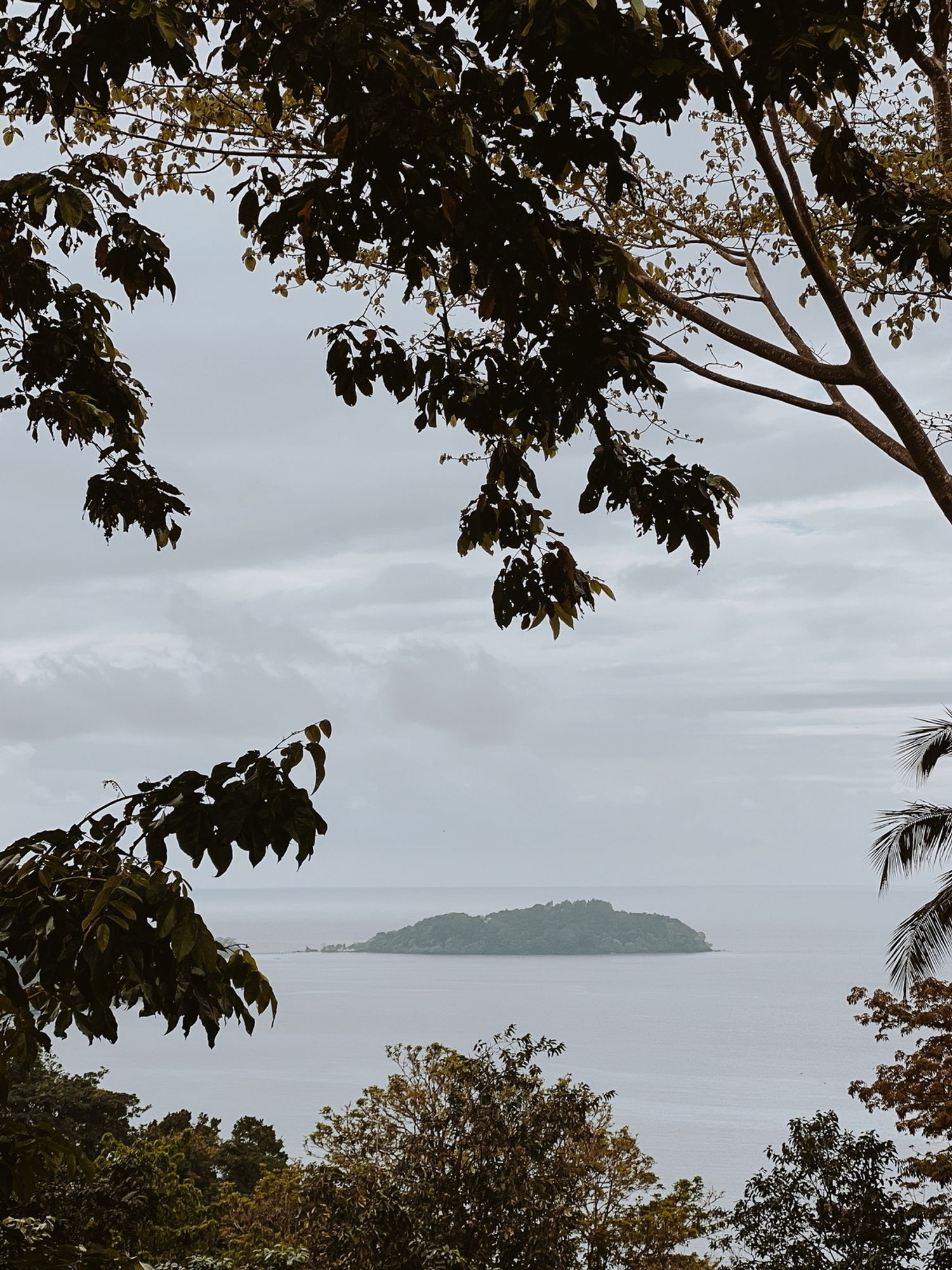 Distant view of a small, lush green island surrounded by water, framed by the silhouette of tree branches in the foreground under an overcast sky.