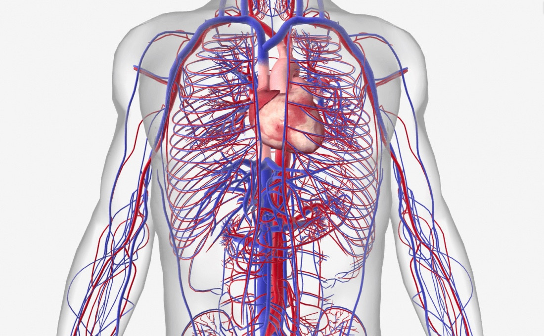 a picture of the circulatory system (blood vessels and such) represented by blue and red lines