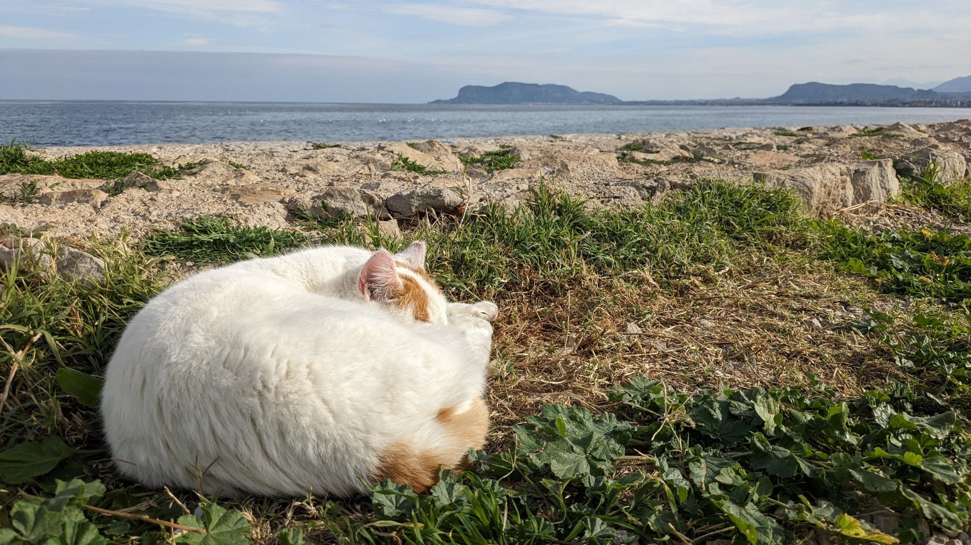 Cat napping on the grass in front of the seashore in Palermo, Sunny day