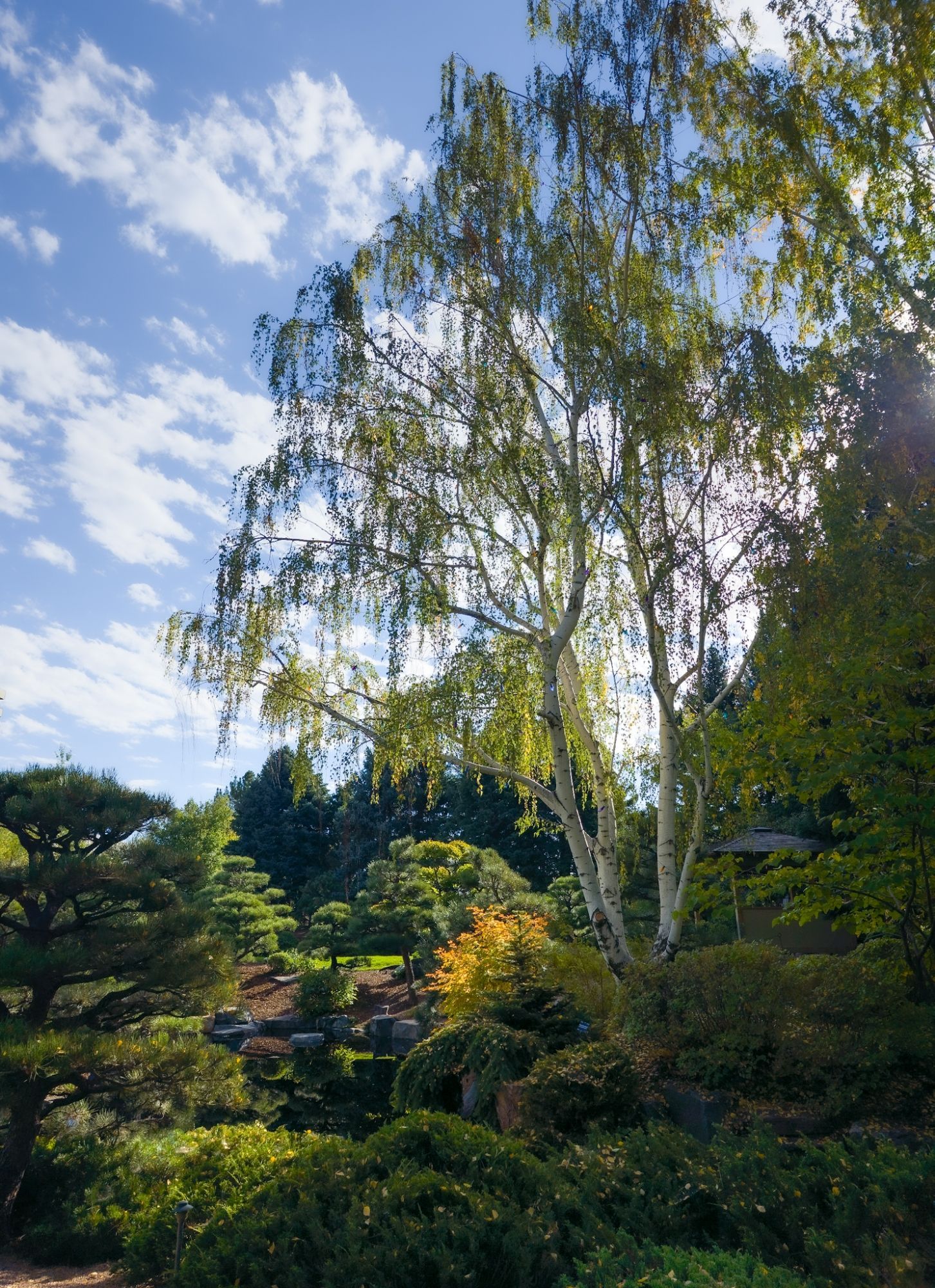 A willow tree towers over bushes and a pond in the Denver Botanic Gardens.