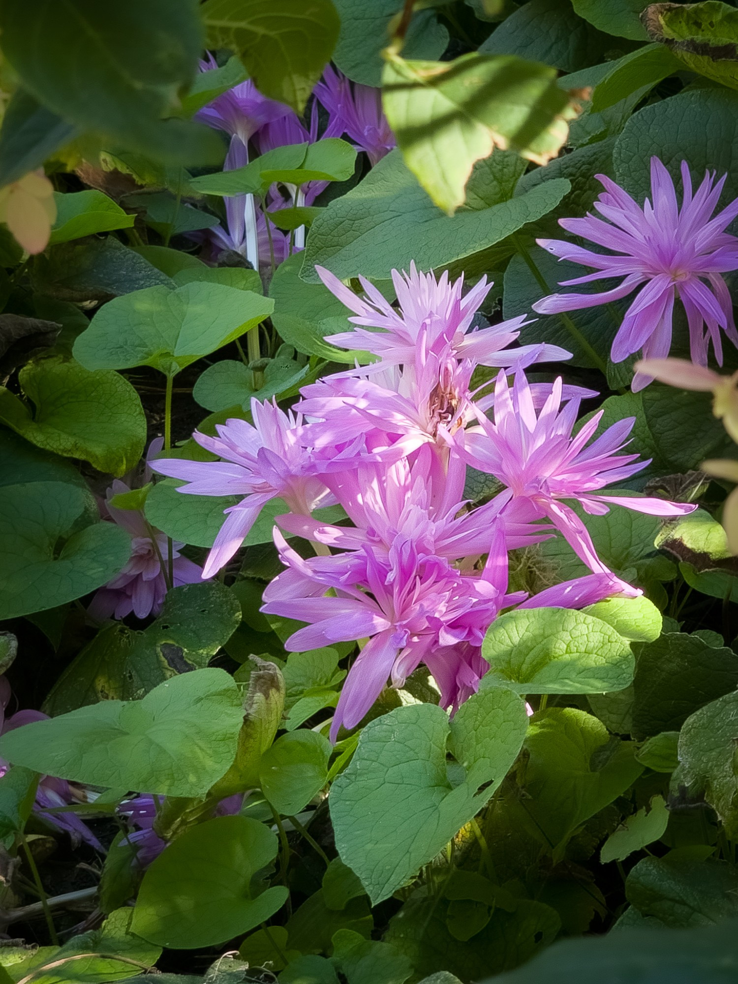 Pale purple blossoms of autumn crocus peeking through green ground over. 