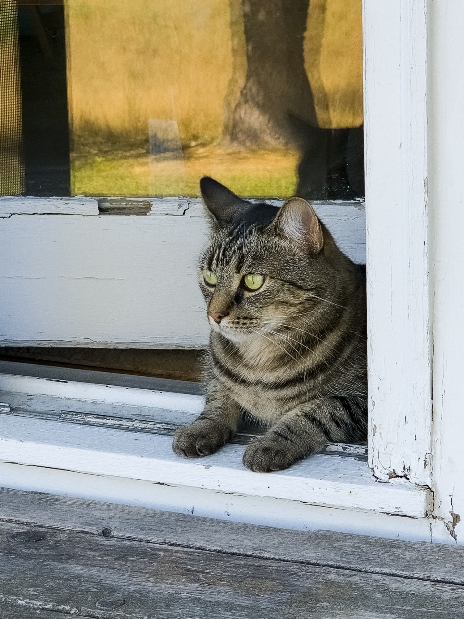 A tabby cat sitting halfway in and halfway out an open doorway.