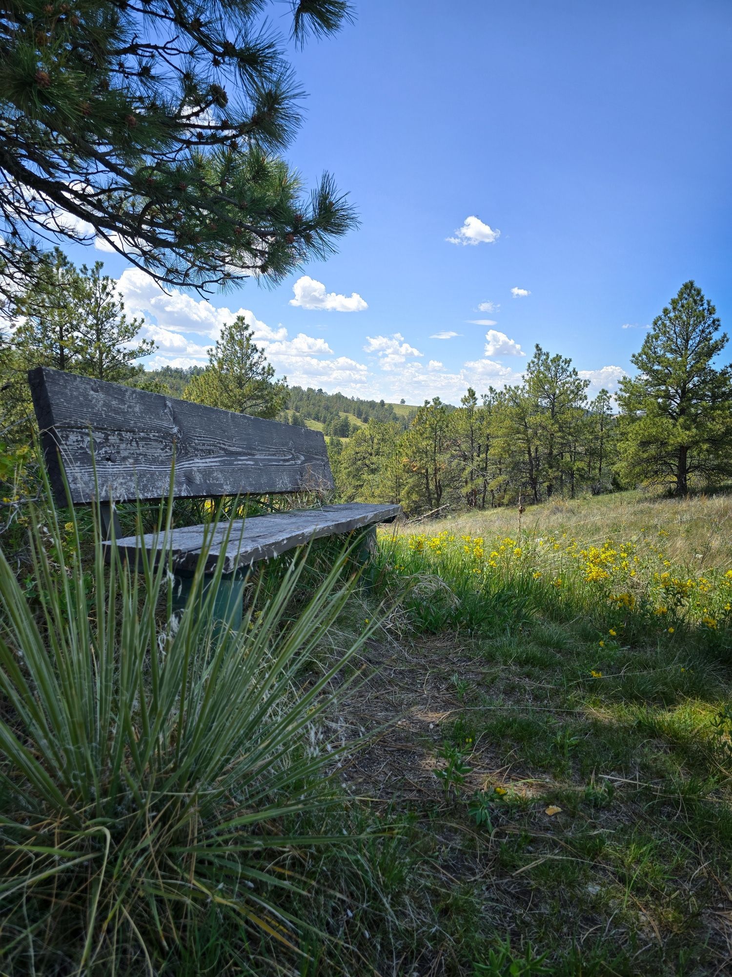 A weathered wooden bench placed under a tree on a hilltop. The bench is surrounded by yellow wildflowers and a yucca plant.