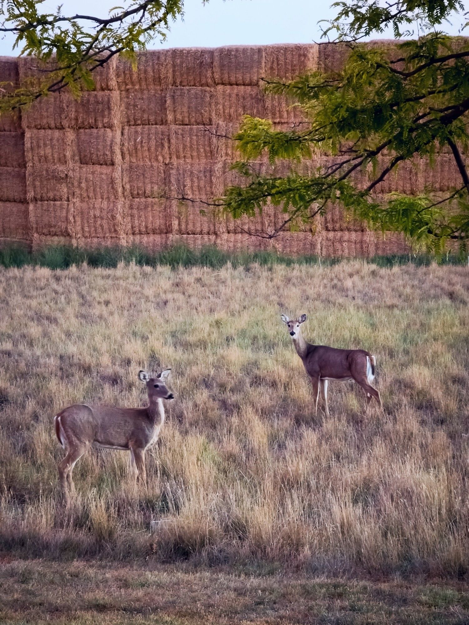 Two deer standing motionless in the early morning. A stack of haybales are in the background.