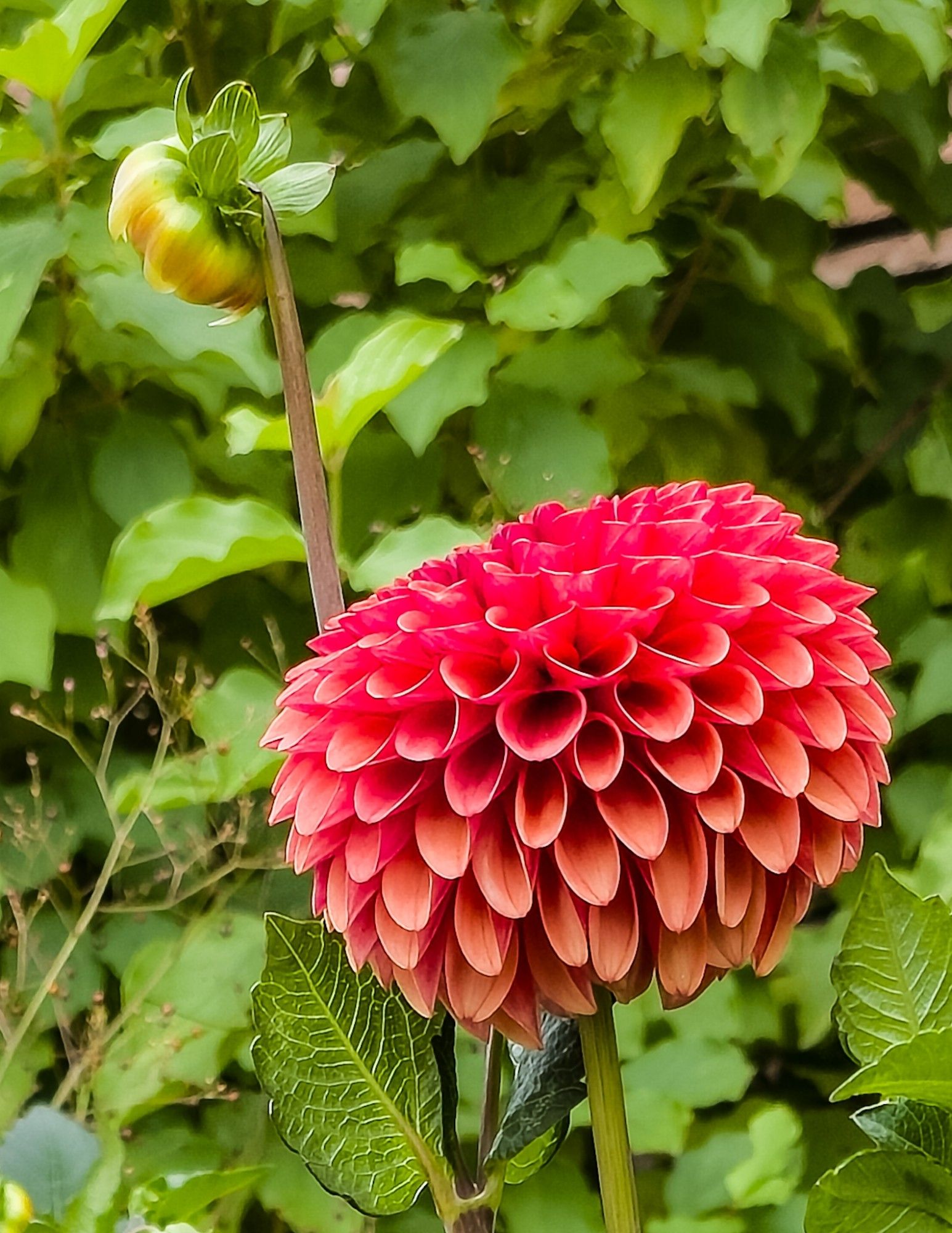 A reddish dahlia blossom surrounded by green foliage and a single flower bud in the background.