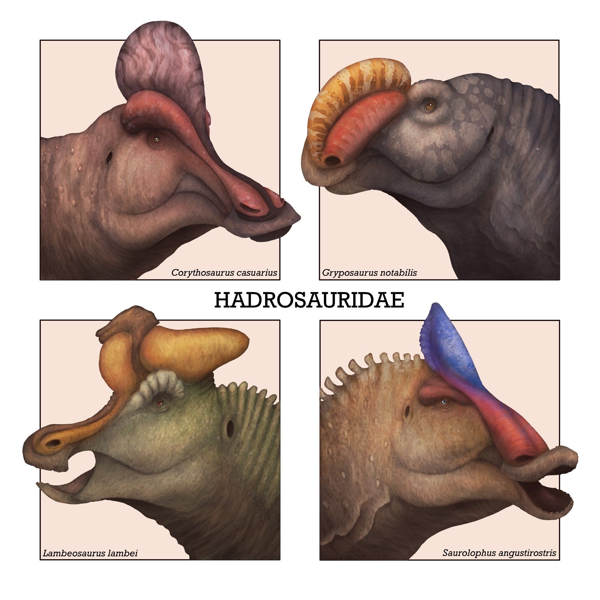 Portraits of hadrosaurs. Clockwise from top left: a rusty red Corythosaurus, a deep purple-grey Gryposaurus with a vibrant striped nasal sac, a brown Saurolophus with bright blue and red snout ornamentation, and a green Lambeosaurus with a bright orange crest.