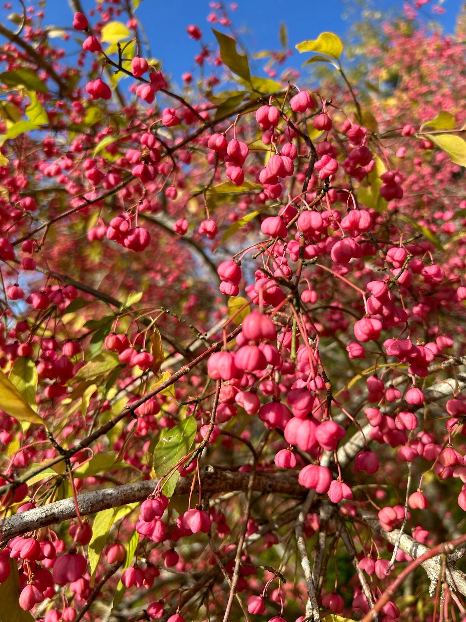 A tree with red fruits. I am afraid I don’t know what tree it is.