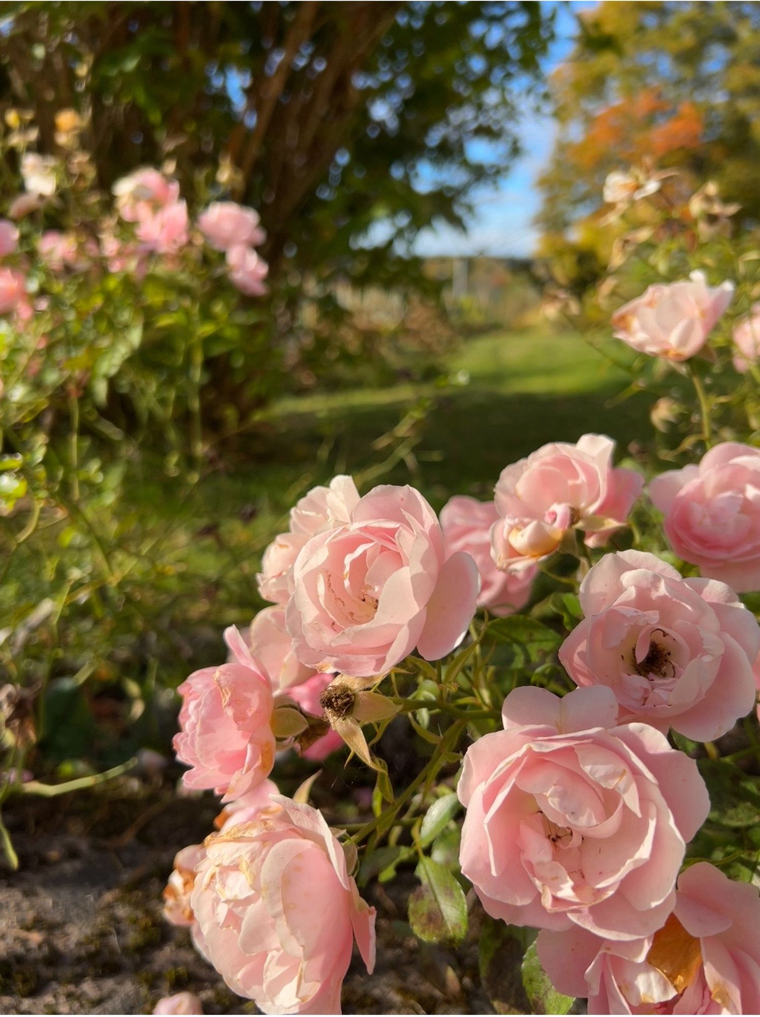 Light pink roses in front of a lawn. In the background trees and bushes with green and yellow/orange leaves.