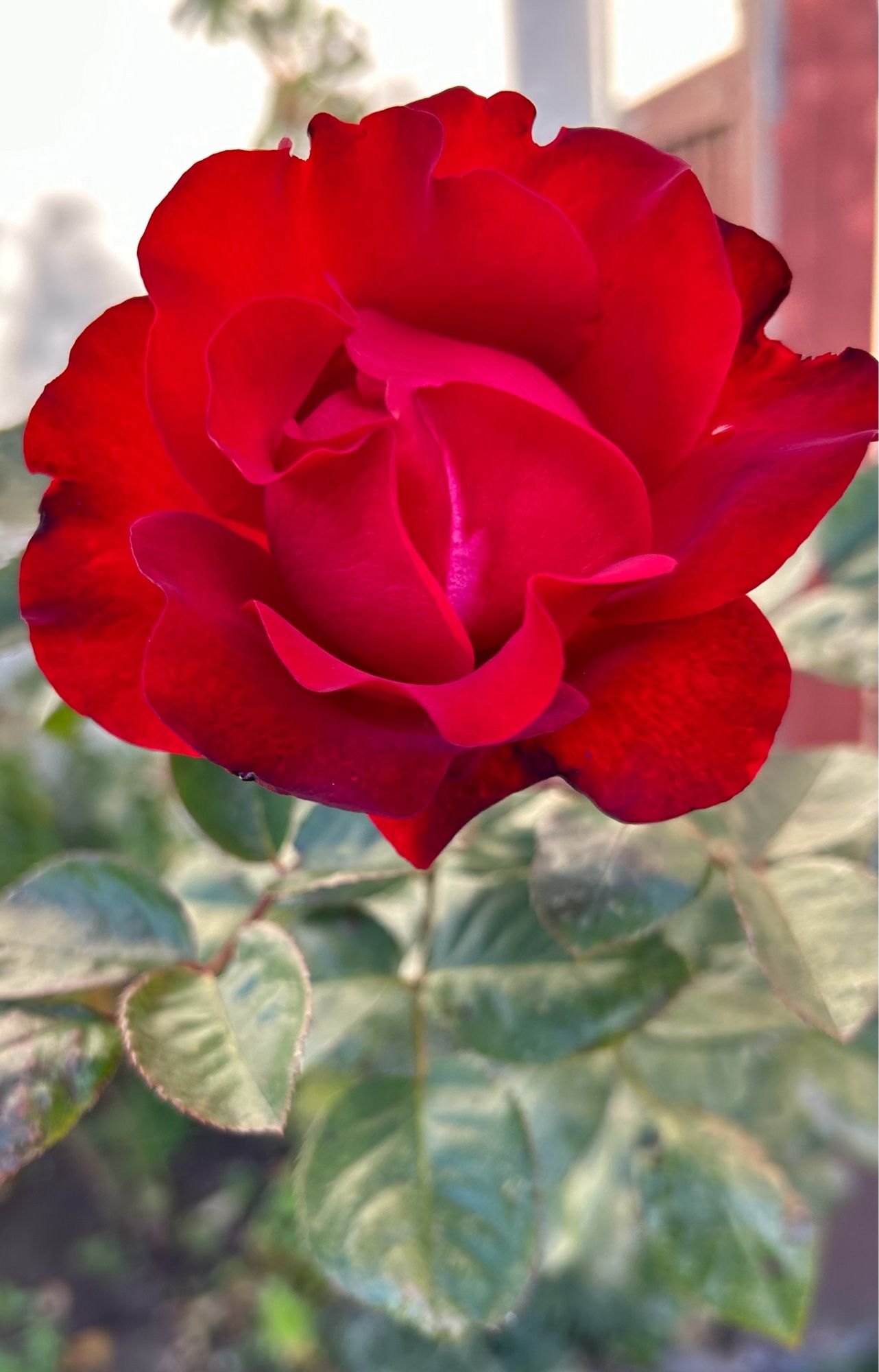 A red rose