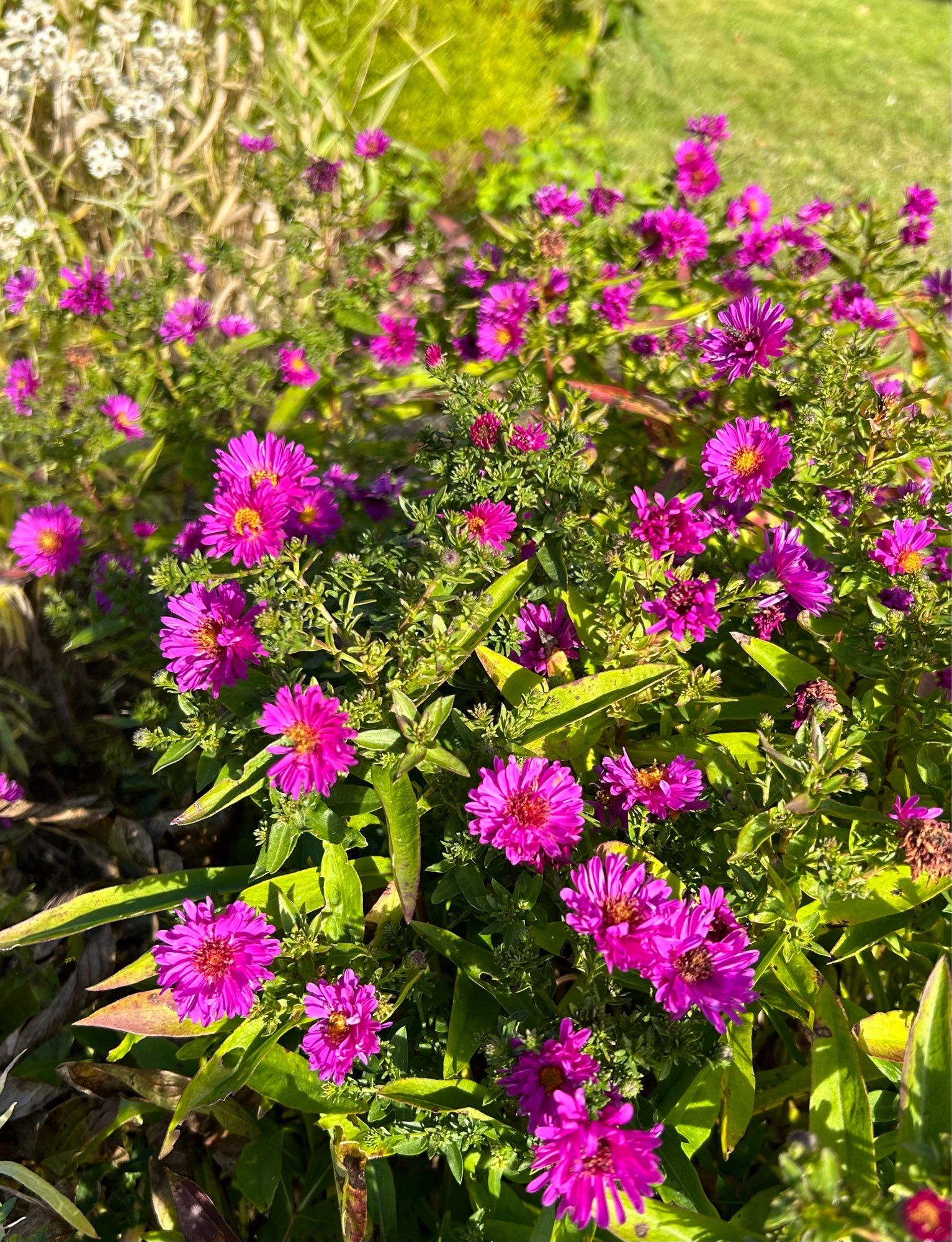 Purple Asters in sunlight