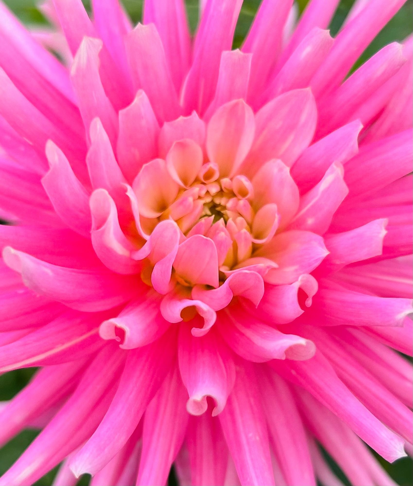 Close-up picture of a pink dahlia