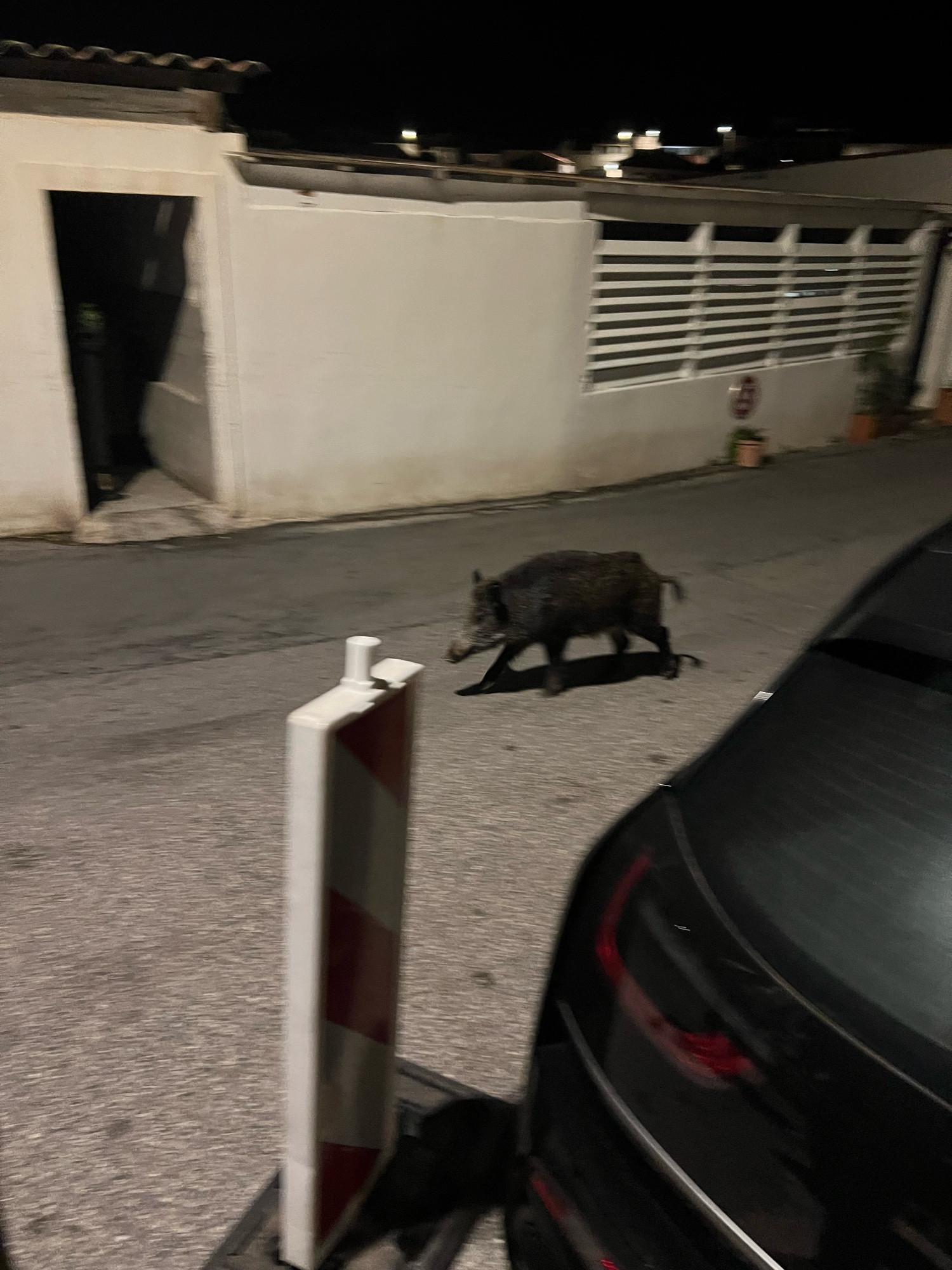 A wild boar walking down the middle of the road at night in France because why not 