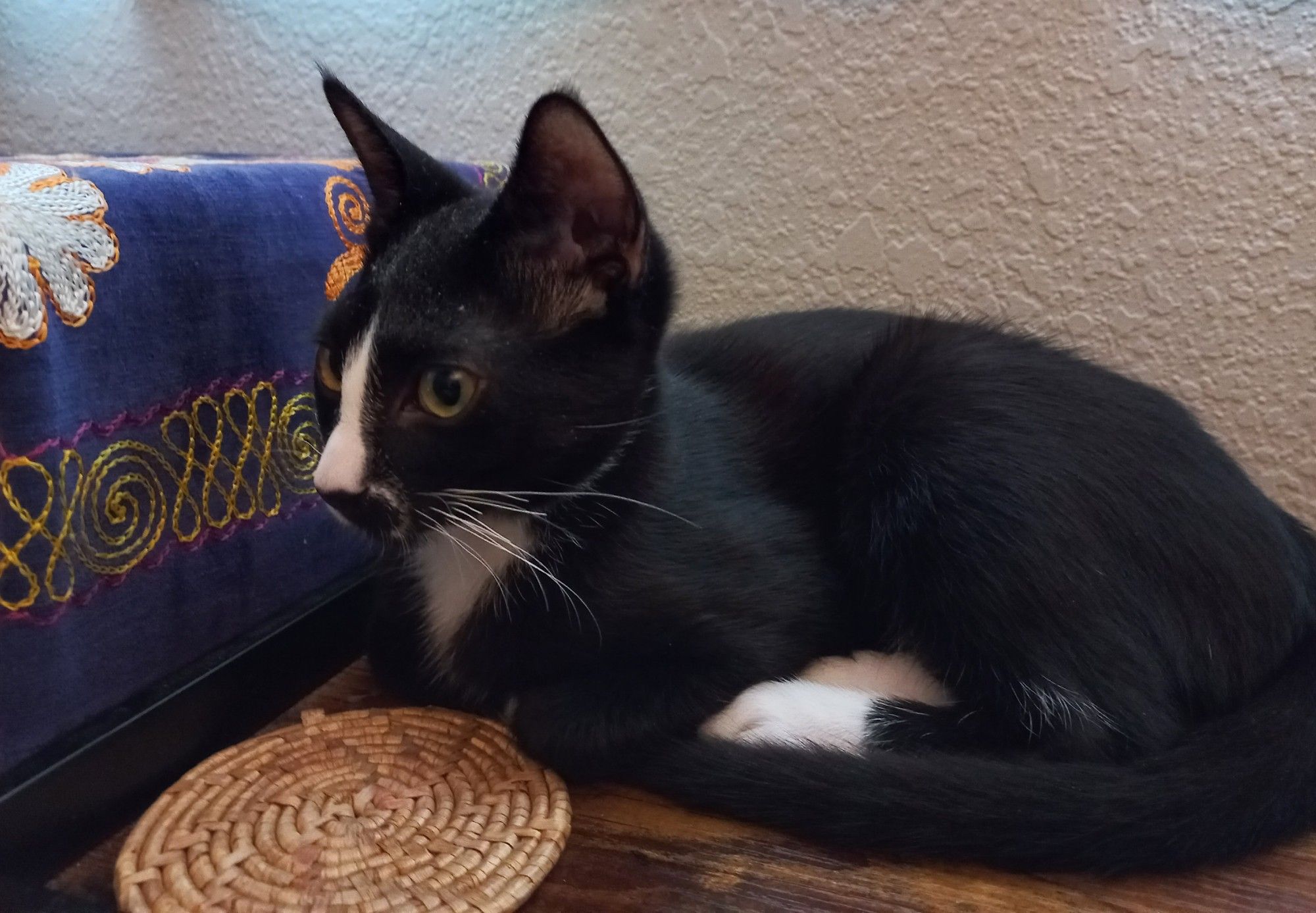 Tuxedo kitten sitting calmly for a few seconds