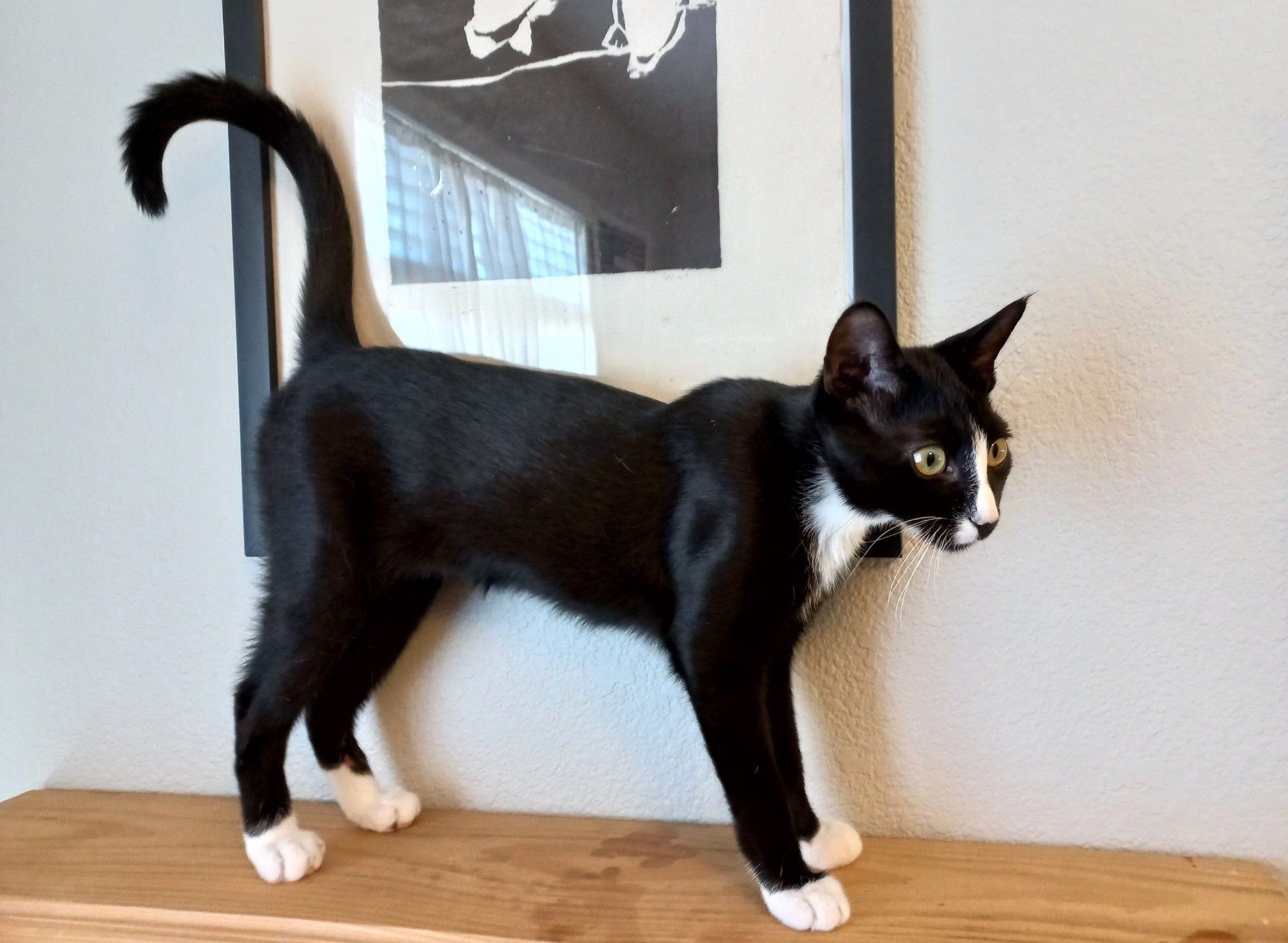 A tuxedo kitten standing on top of a narrow wooden bookshelf, in front of a framed black and white abstract print; a window with curtains is reflected in the glass if the framed art