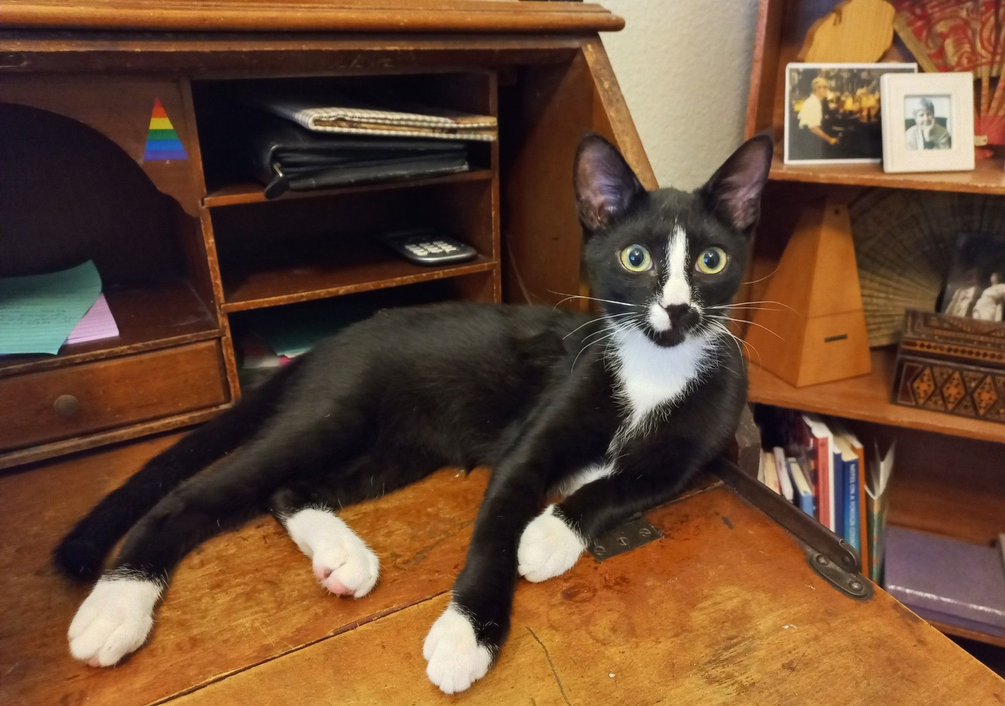 Tuxedo kitten lounges on a wooden desk with a bookcase in the background.