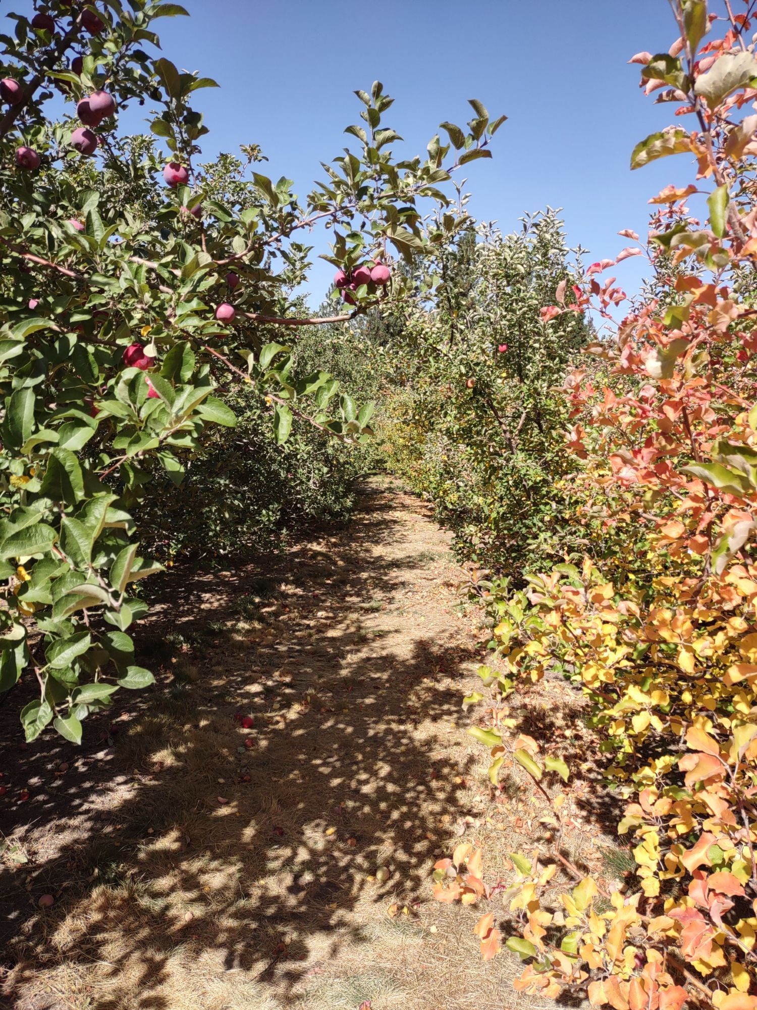 A dirt path between two rows of apple trees.